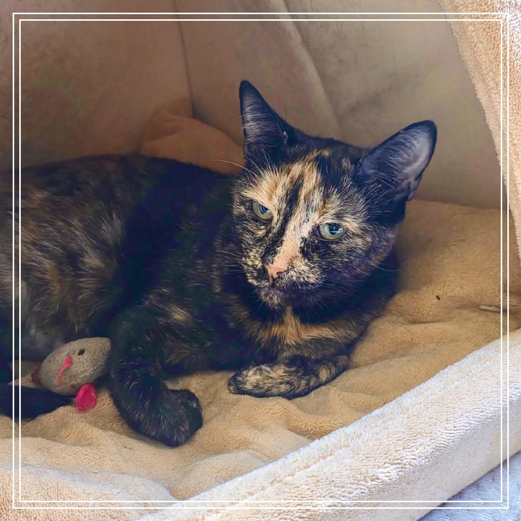Enlarge Frida, a Adoptable Domestic Short Hair in Monroe, MI image 3/4