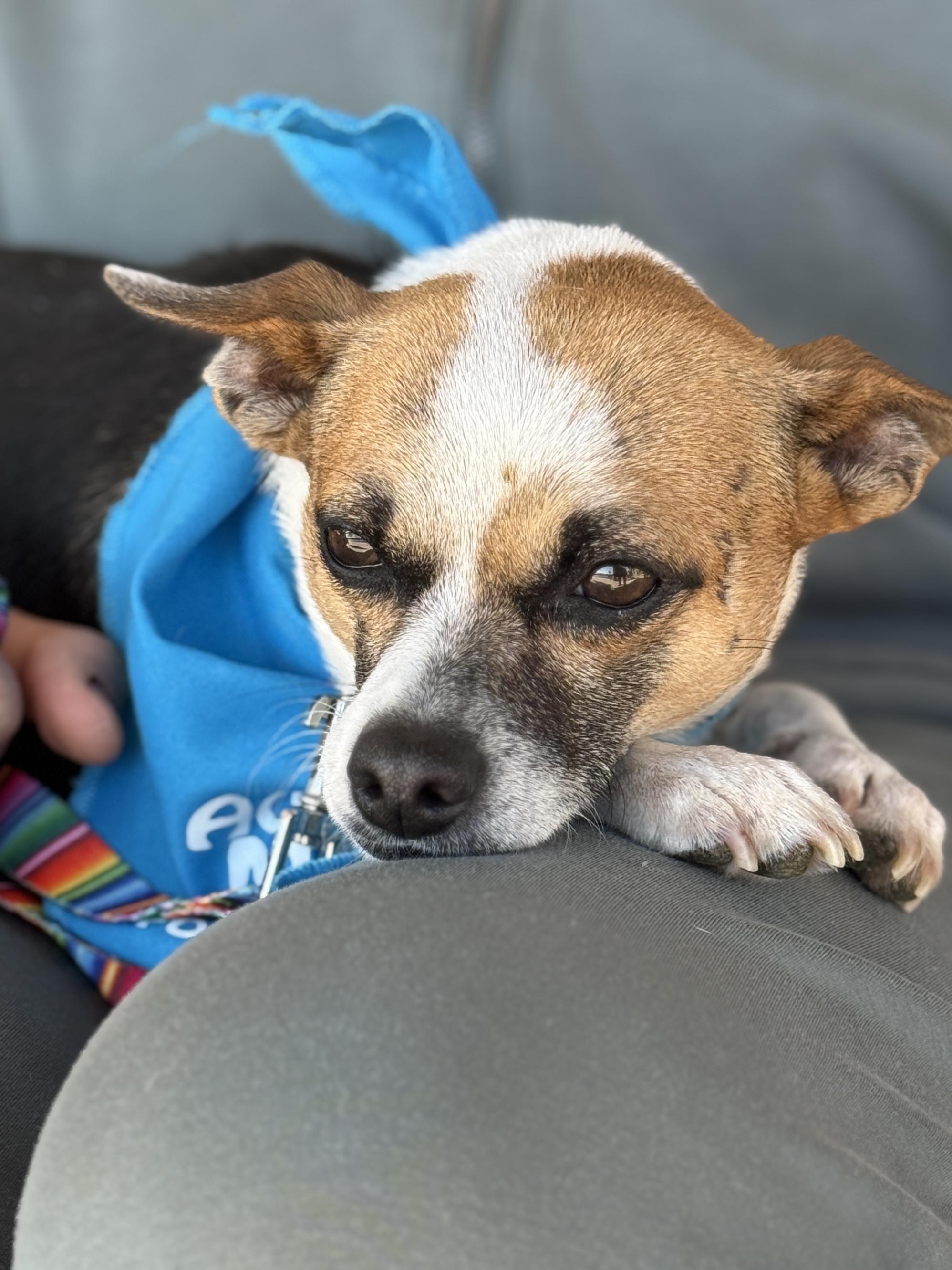 Buster, Adoptable, Adult Male Terrier.