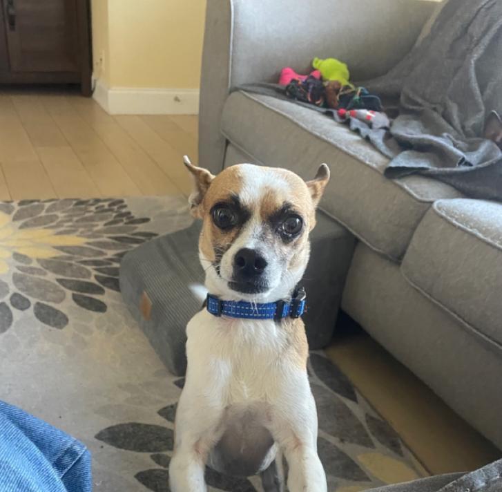 Enlarge Buster, a Adoptable mixed breed in Temple, TX image 1/5