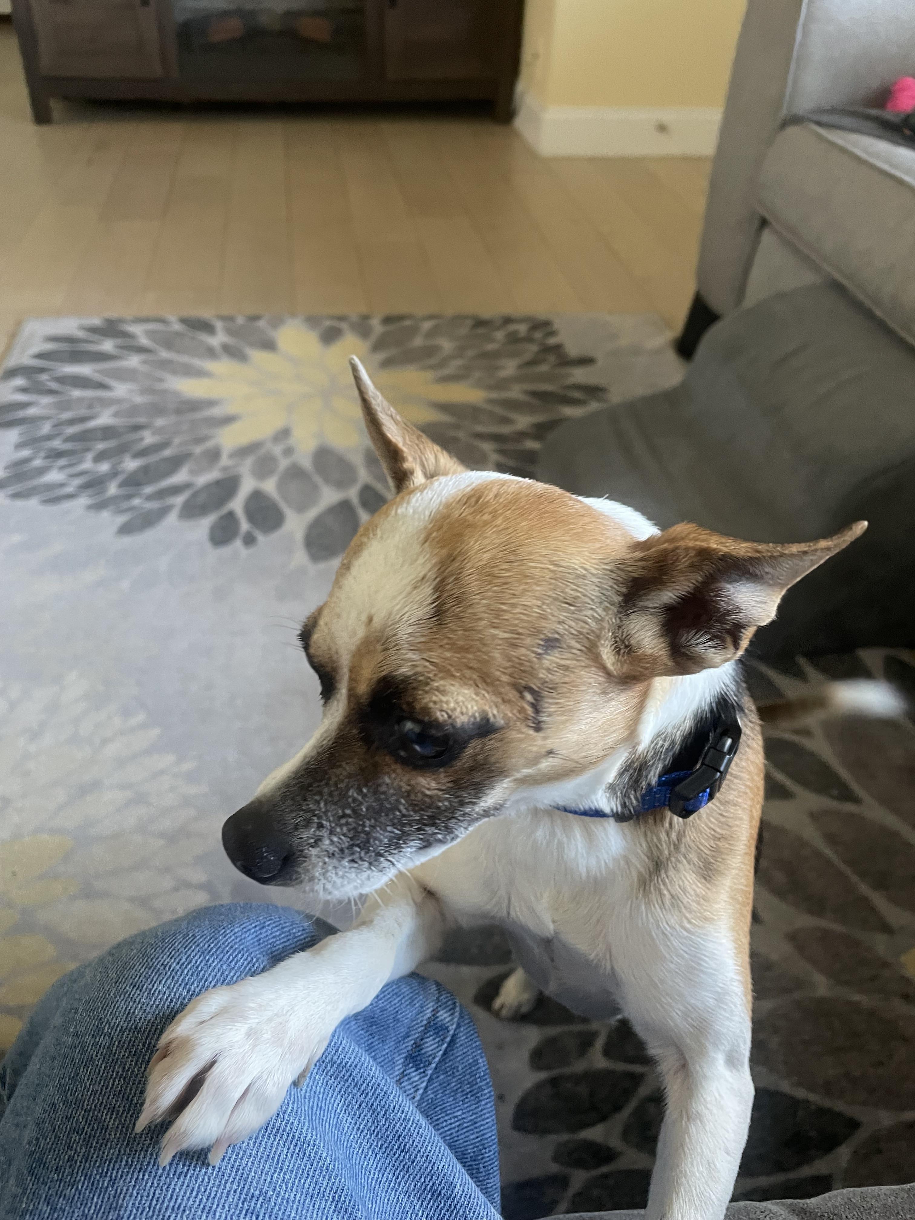 Enlarge Buster, a Adoptable mixed breed in Temple, TX image 2/5