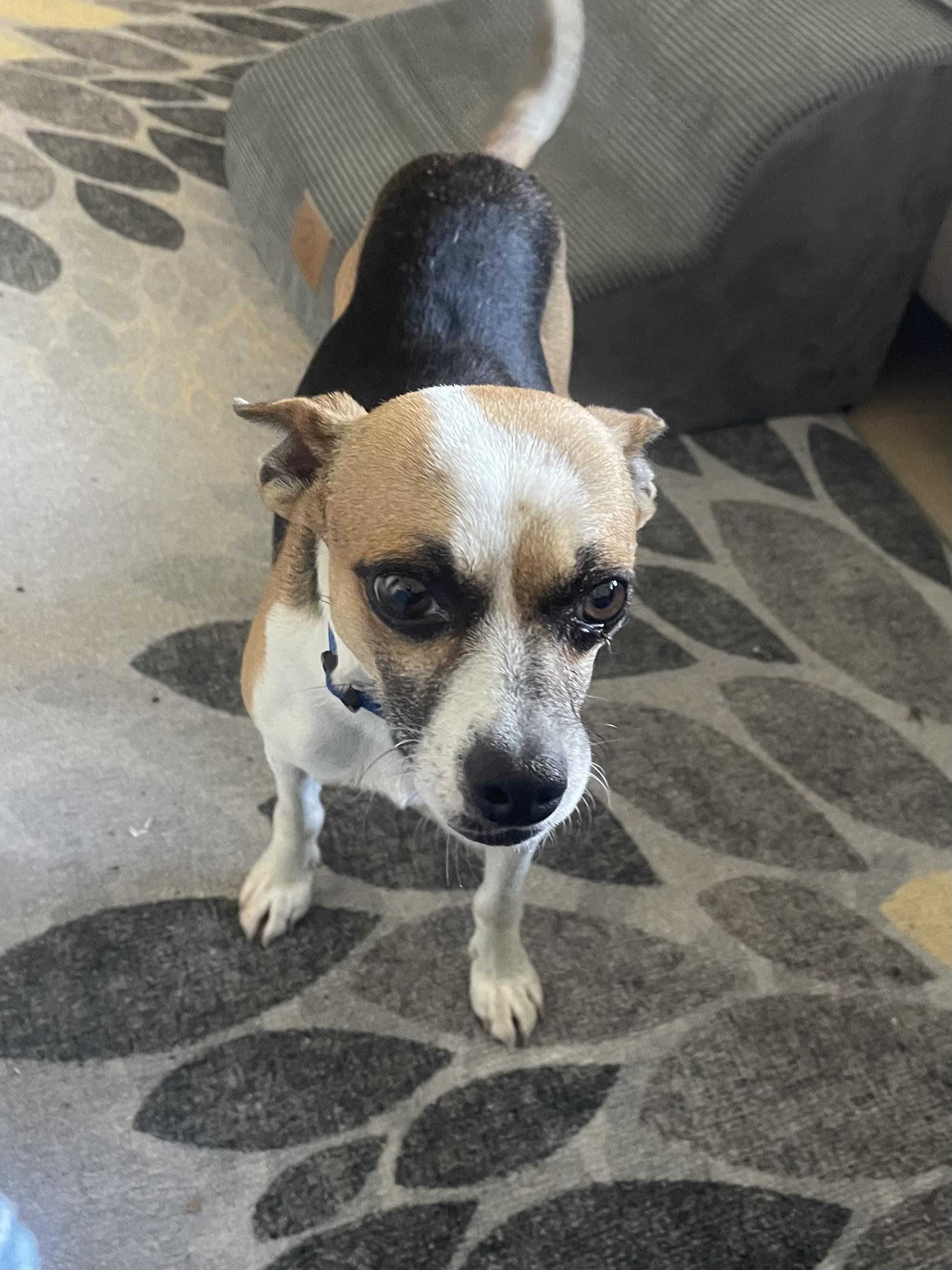 Enlarge Buster, a Adoptable mixed breed in Temple, TX image 3/5