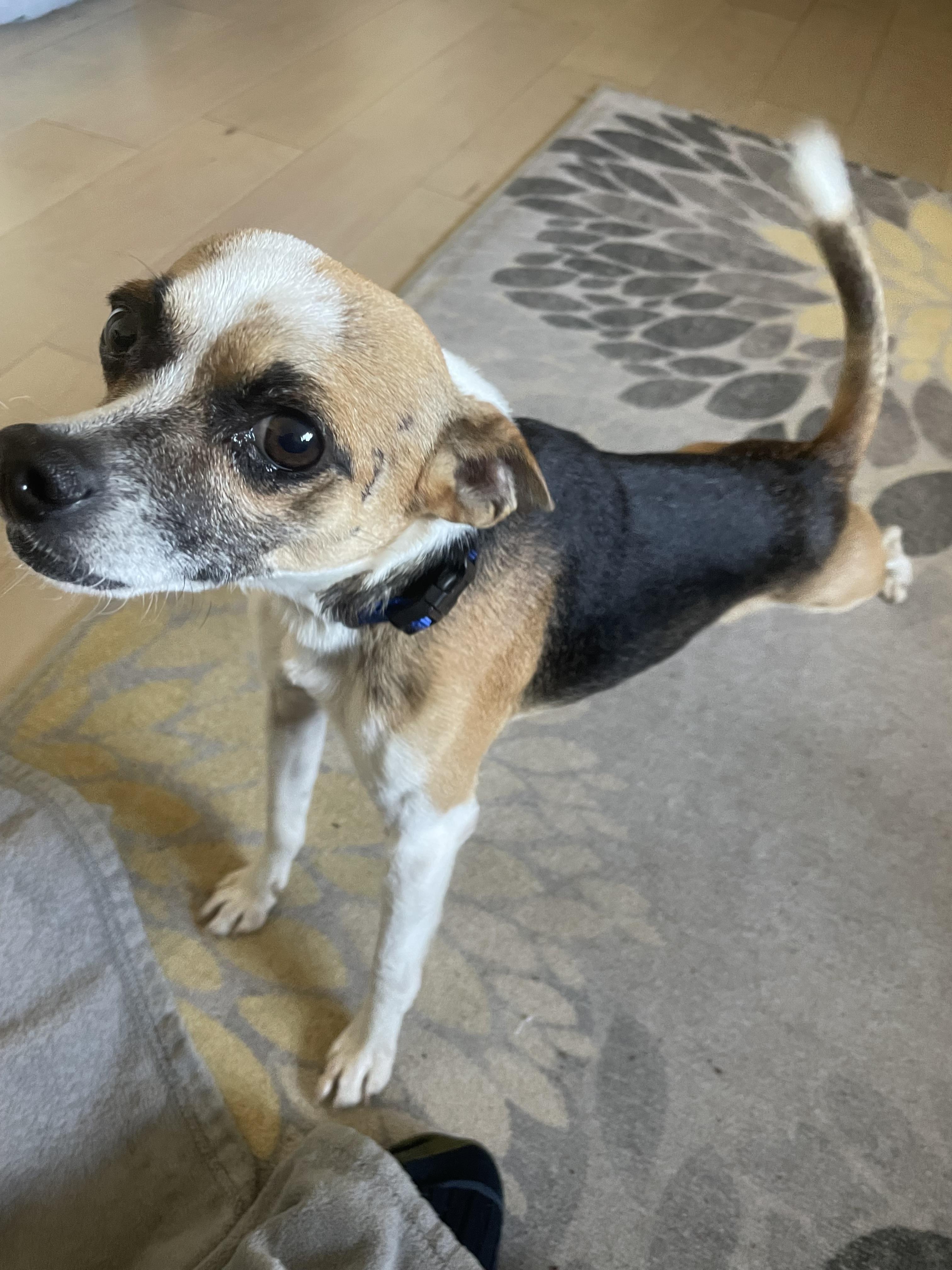 Enlarge Buster, a Adoptable mixed breed in Temple, TX image 4/5