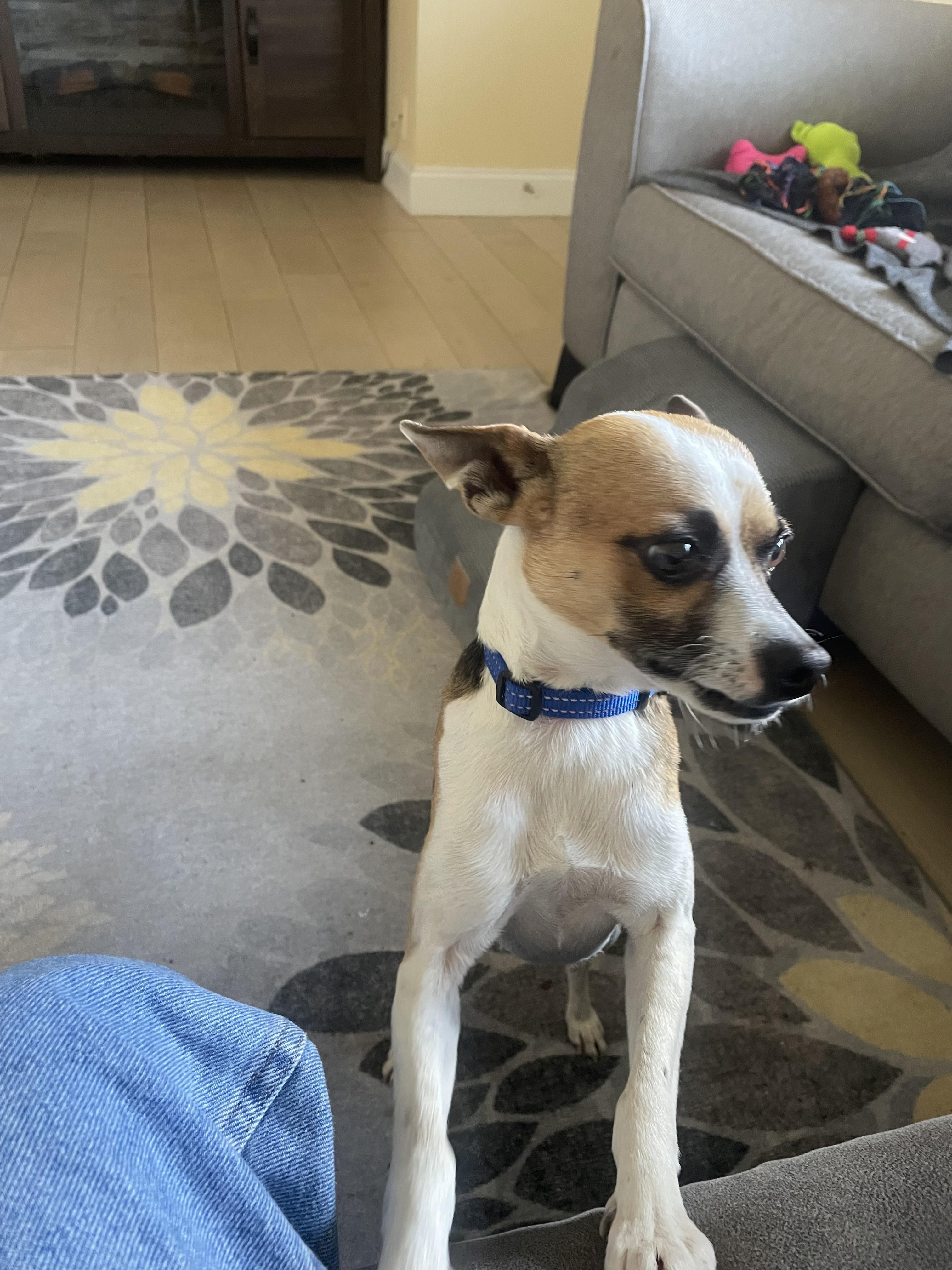 Enlarge Buster, a Adoptable mixed breed in Temple, TX image 5/5