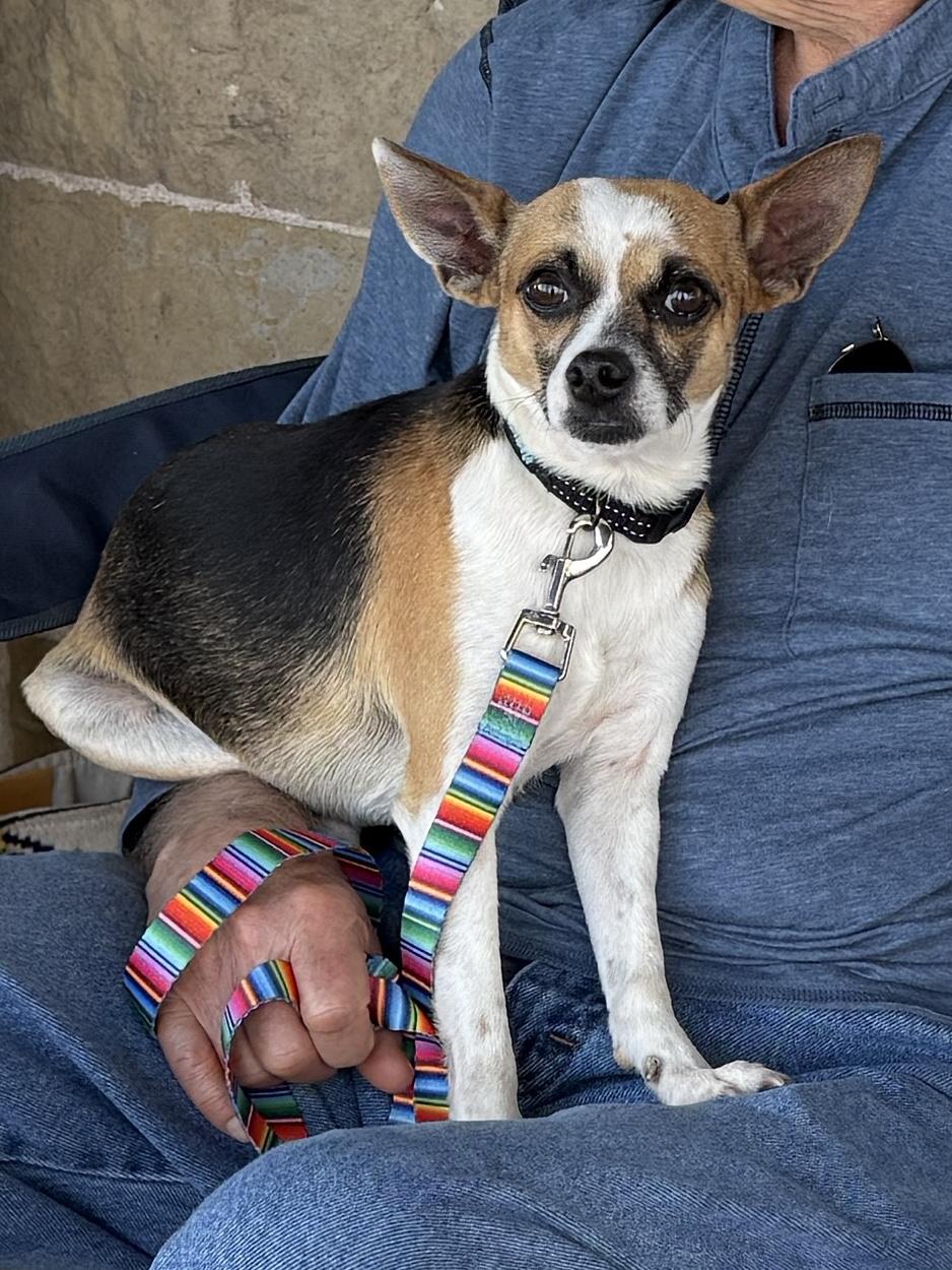 Enlarge Buster, a Adoptable mixed breed in Temple, TX image 5/6