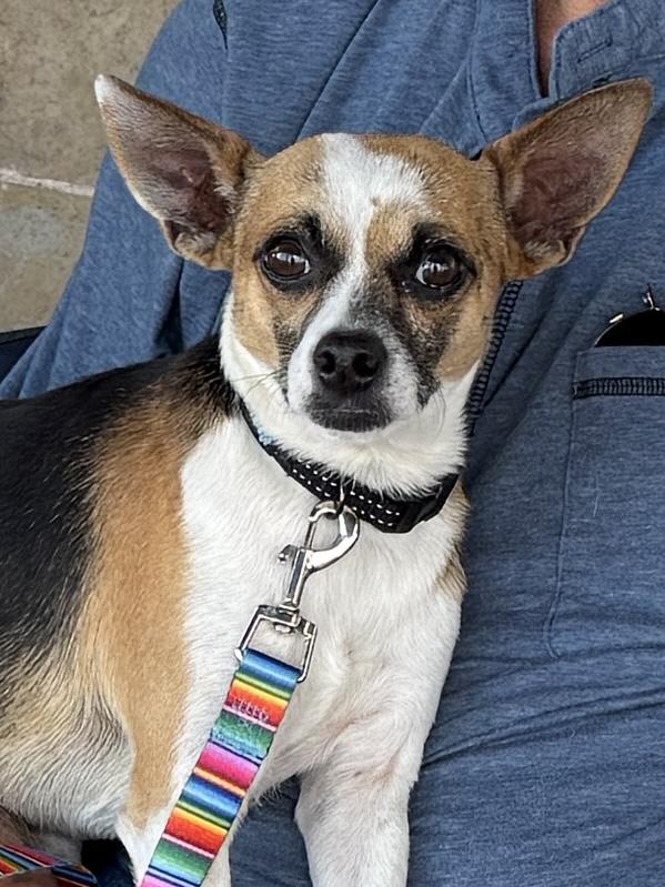 Enlarge Buster, a Adoptable mixed breed in Temple, TX image 2/6