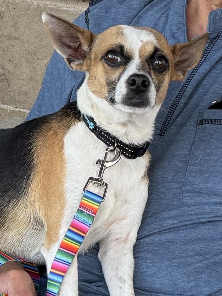 Enlarge Buster, a Adoptable mixed breed in Temple, TX image 6/6