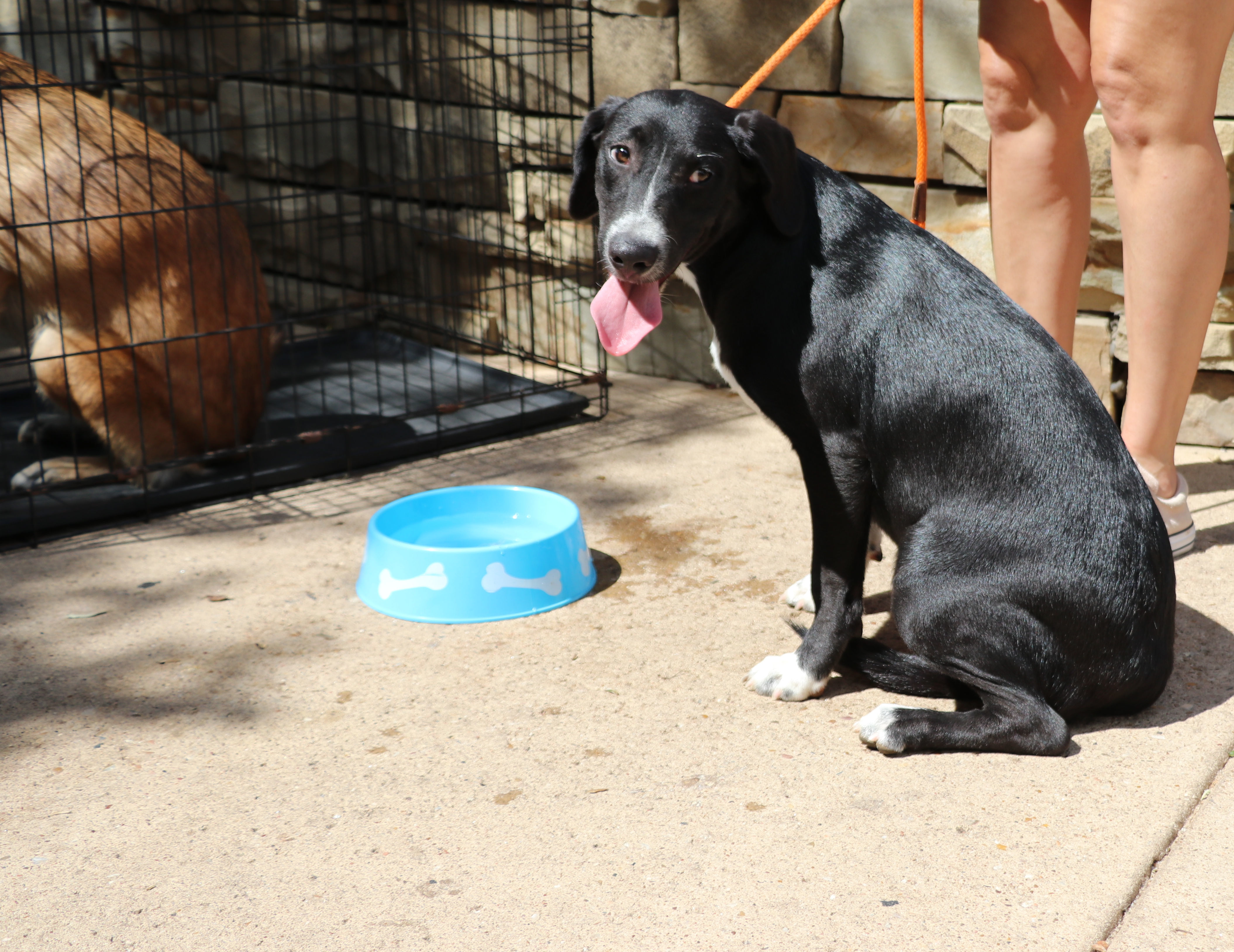Lily, a Adoptable mixed breed in Pflugerville, TX image 1/12