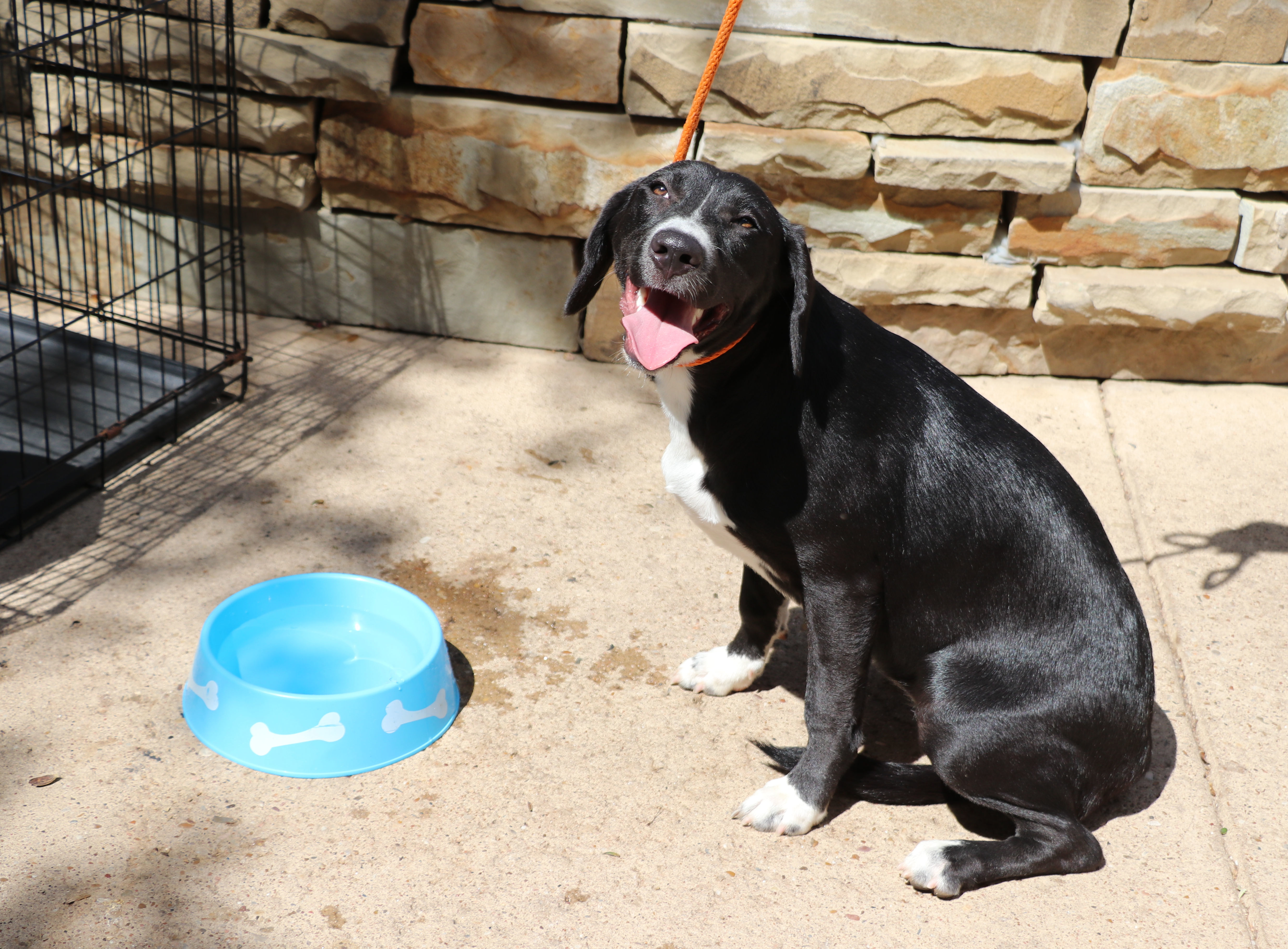 Lily, a Adoptable mixed breed in Pflugerville, TX image 2/12