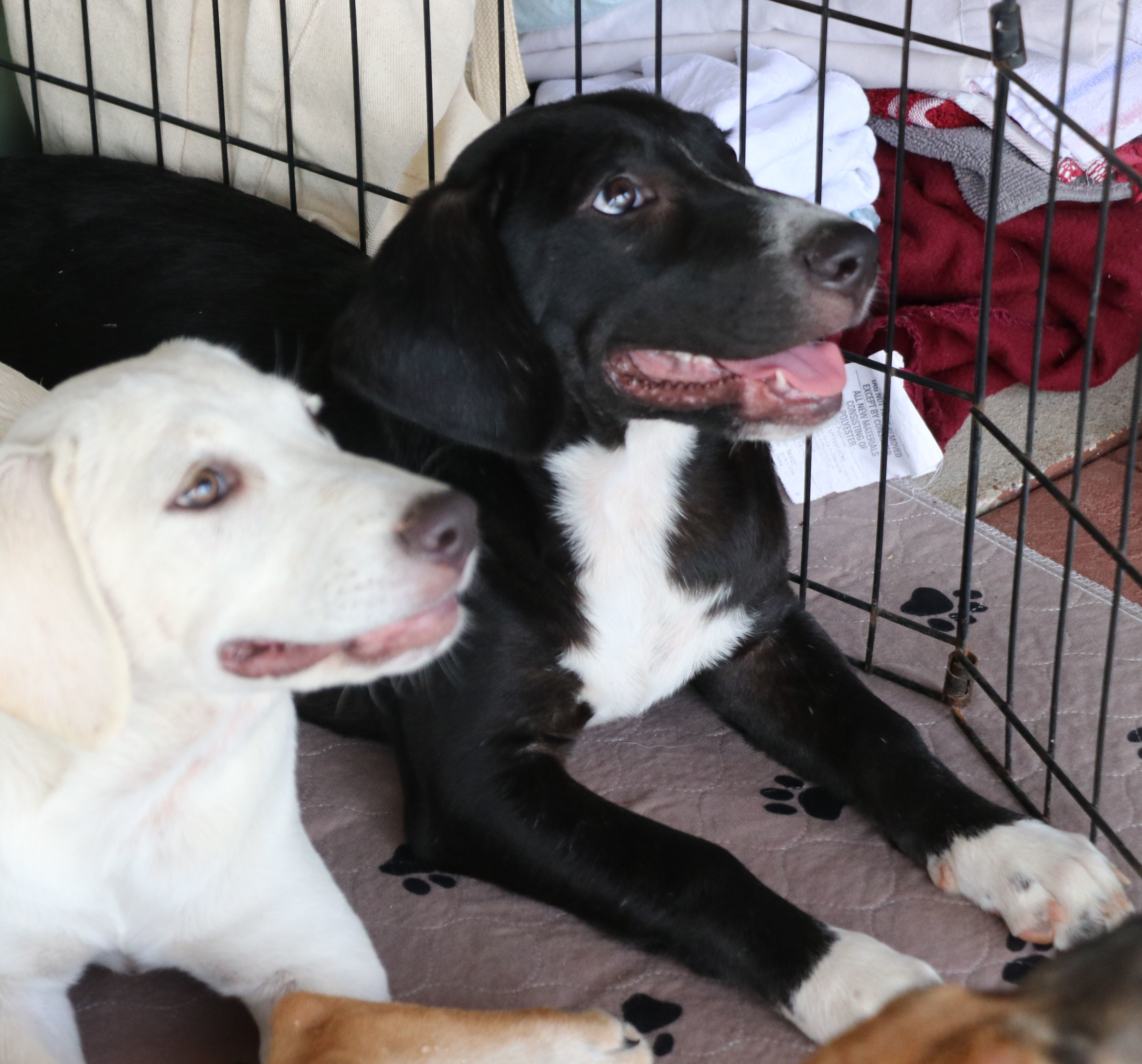 Lily, a Adoptable mixed breed in Pflugerville, TX image 3/12