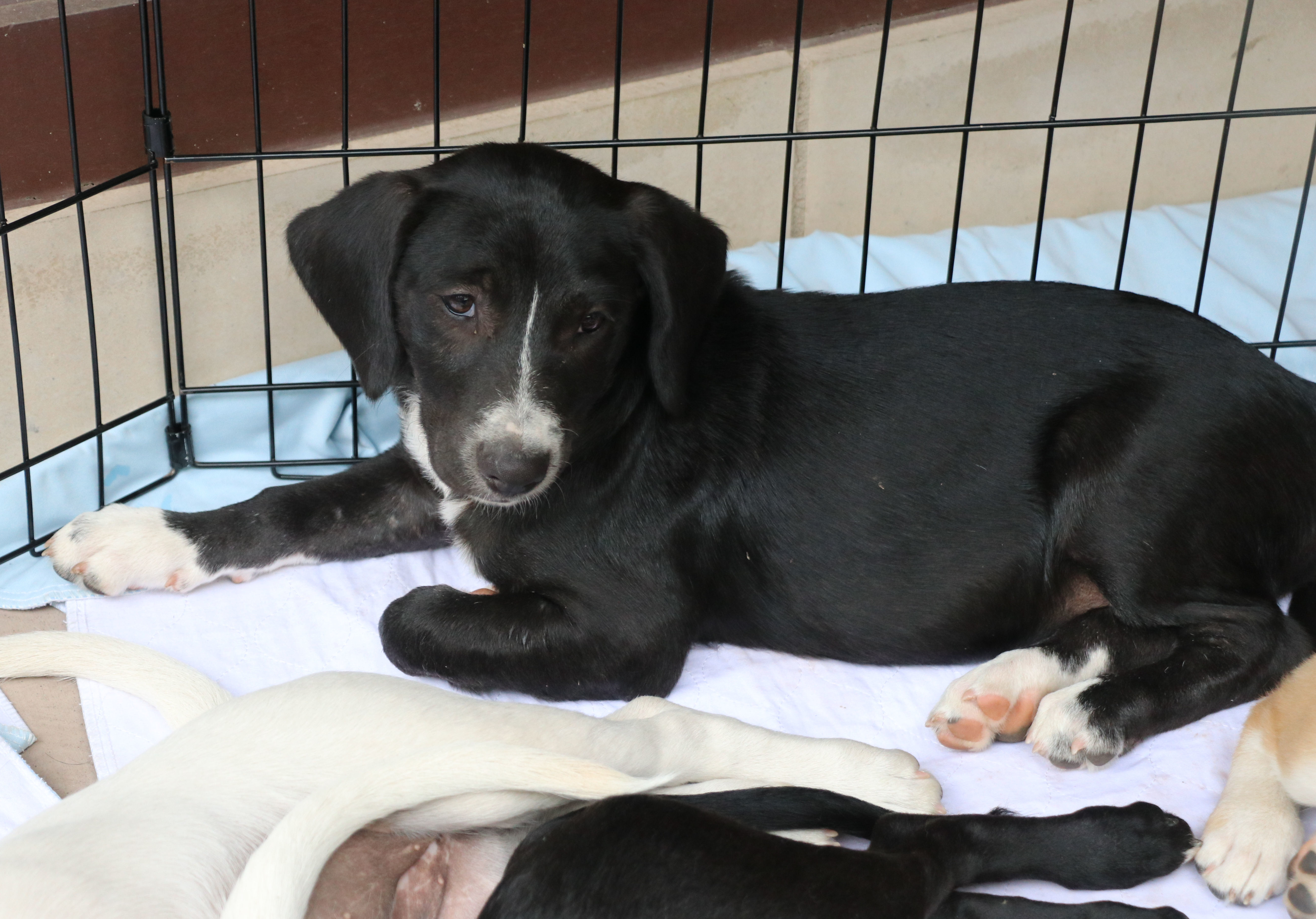 Lily, a Adoptable mixed breed in Pflugerville, TX image 4/12