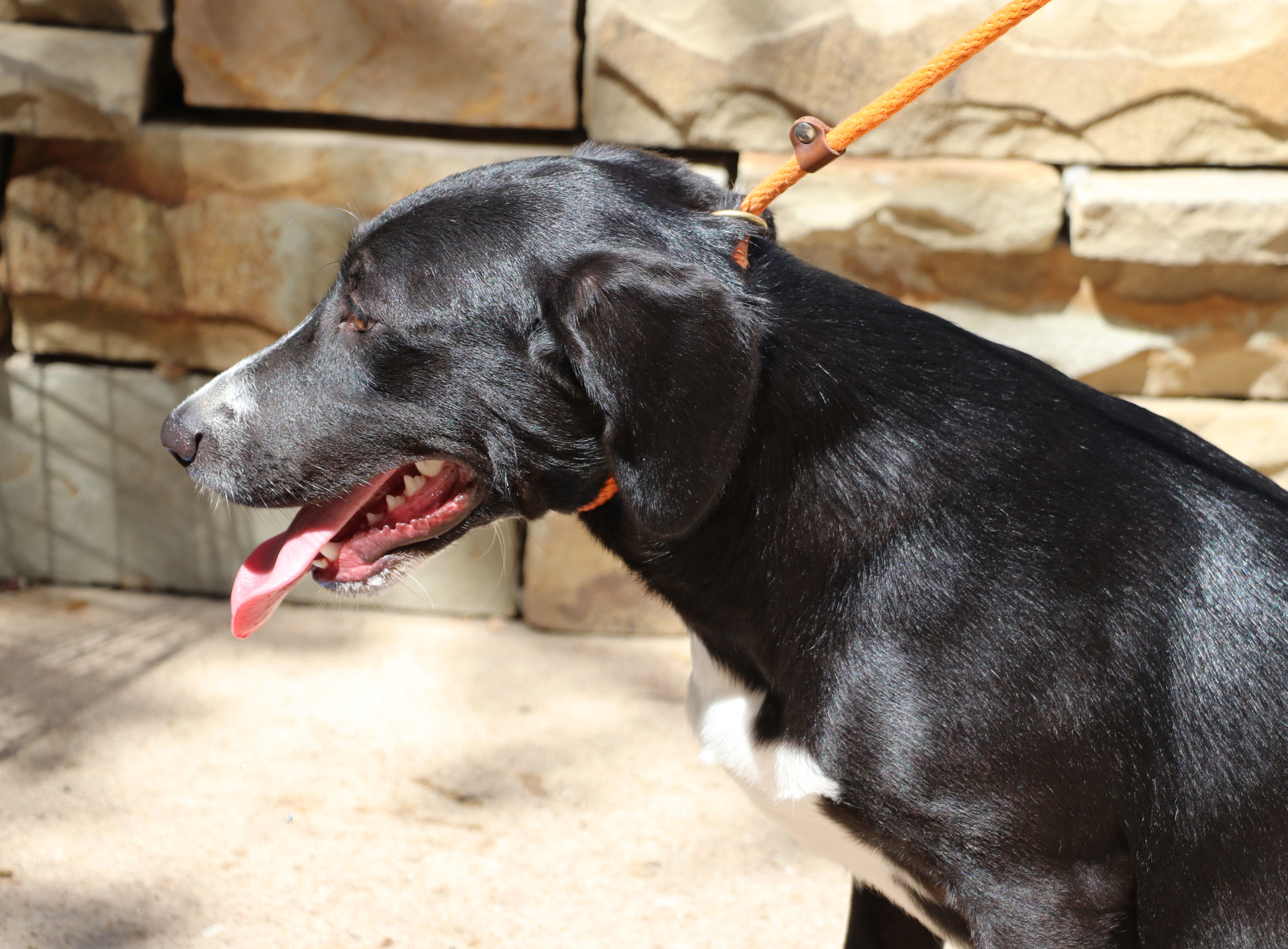 Lily, a Adoptable mixed breed in Pflugerville, TX image 5/12