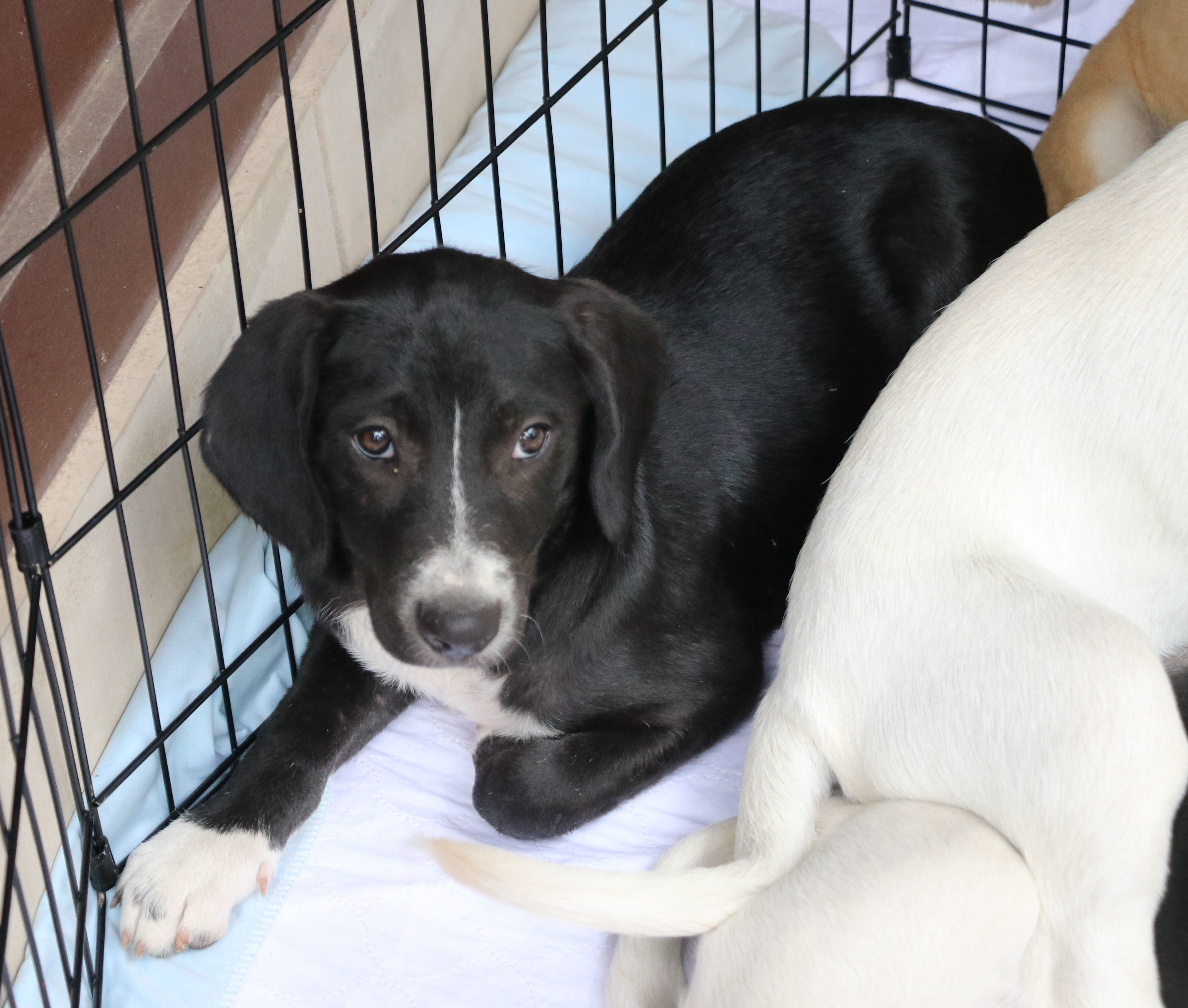 Lily, a Adoptable mixed breed in Pflugerville, TX image 6/12