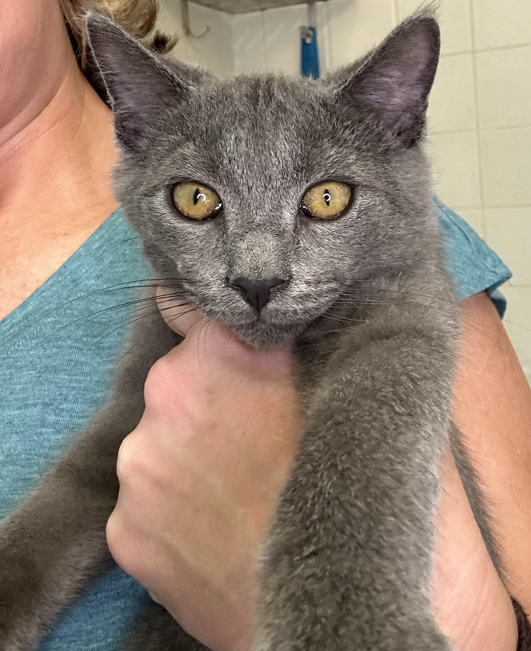 Baxter (Russian blue kitten) **VIDEO** so affectionate!, an adopted Russian Blue in Port Orange, FL image 1/6