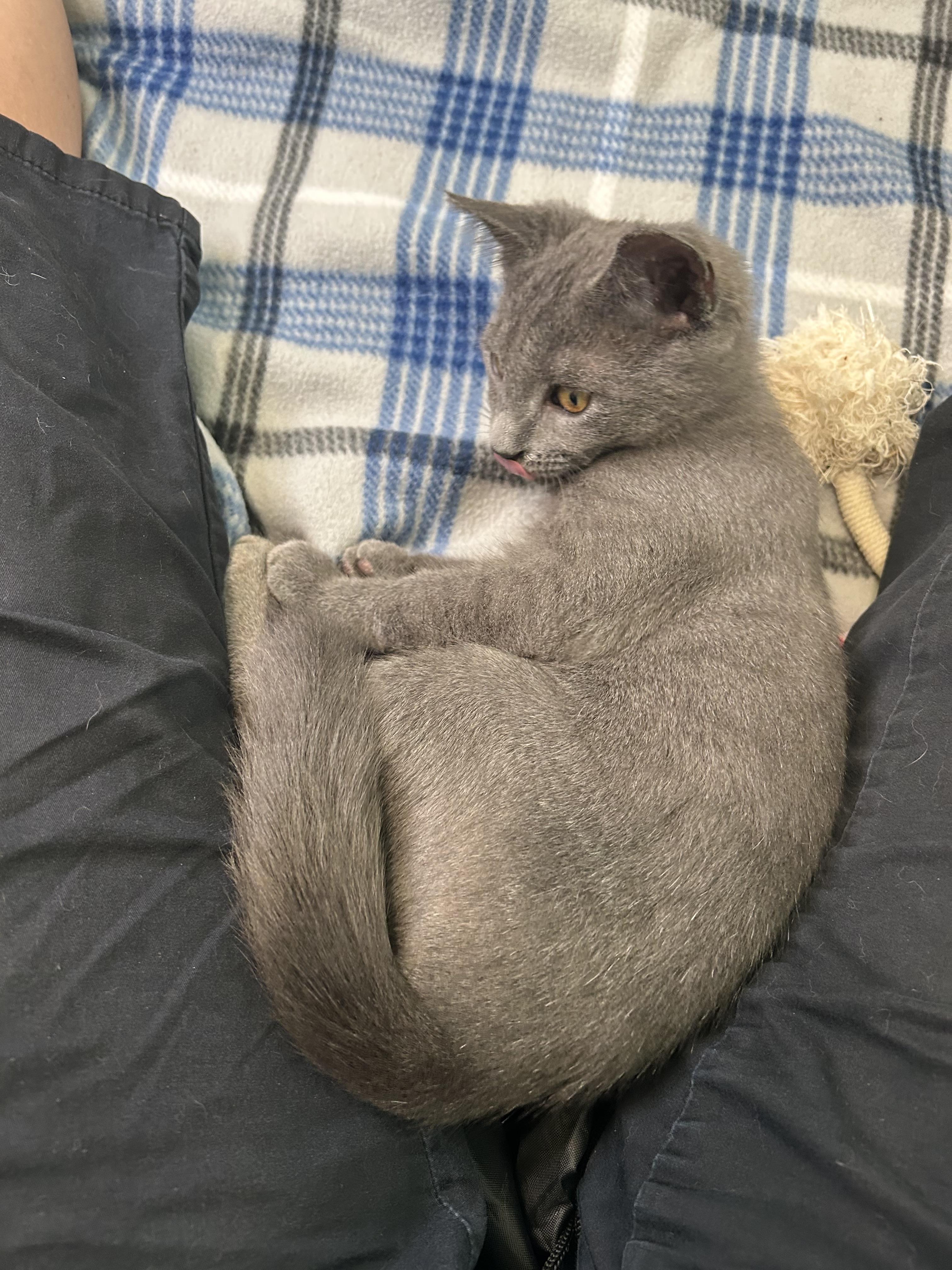 Baxter (Russian blue kitten) **VIDEO** so affectionate!, an adopted Russian Blue in Port Orange, FL image 4/6