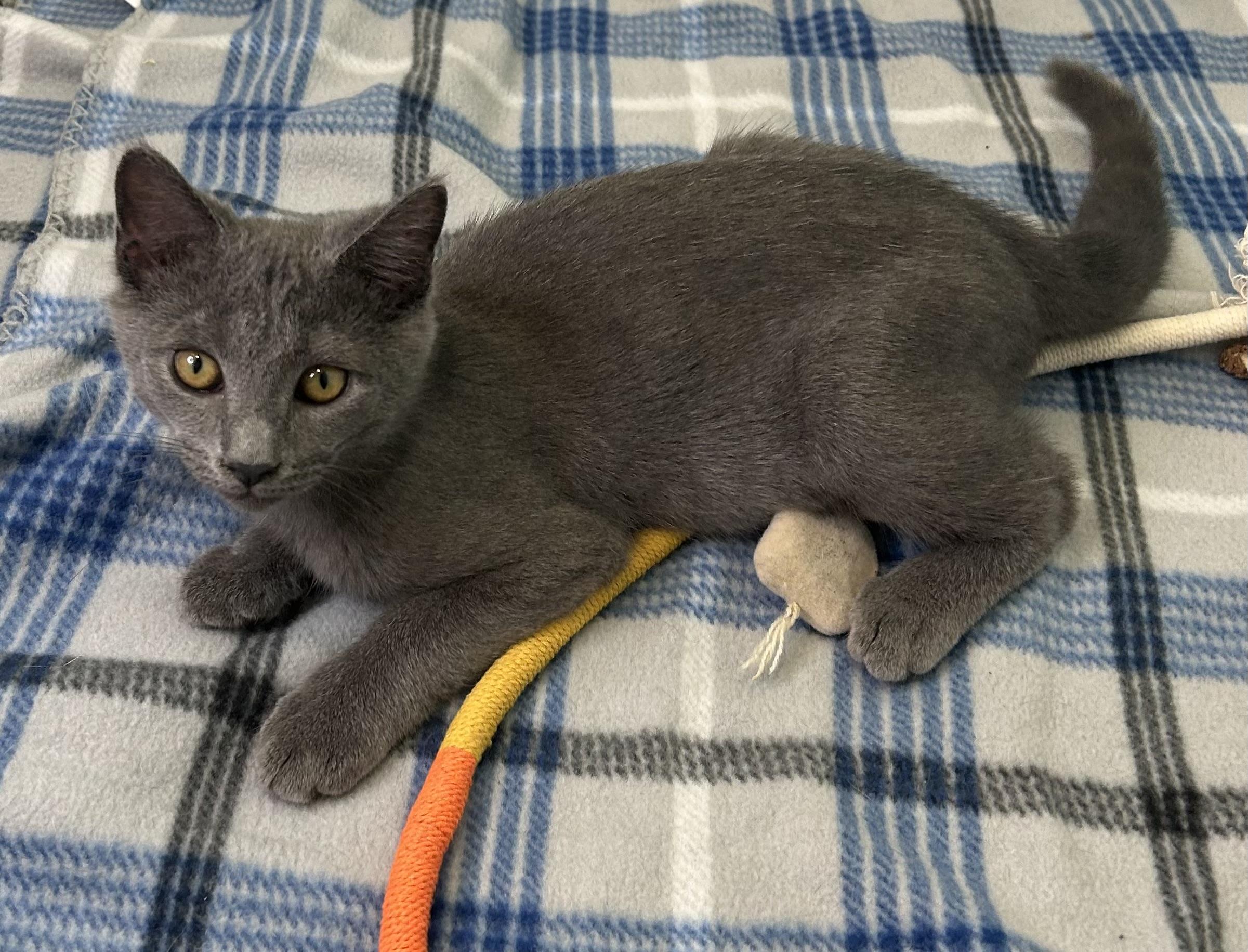 Baxter (Russian blue kitten) **VIDEO** so affectionate!, an adopted Russian Blue in Port Orange, FL image 5/6