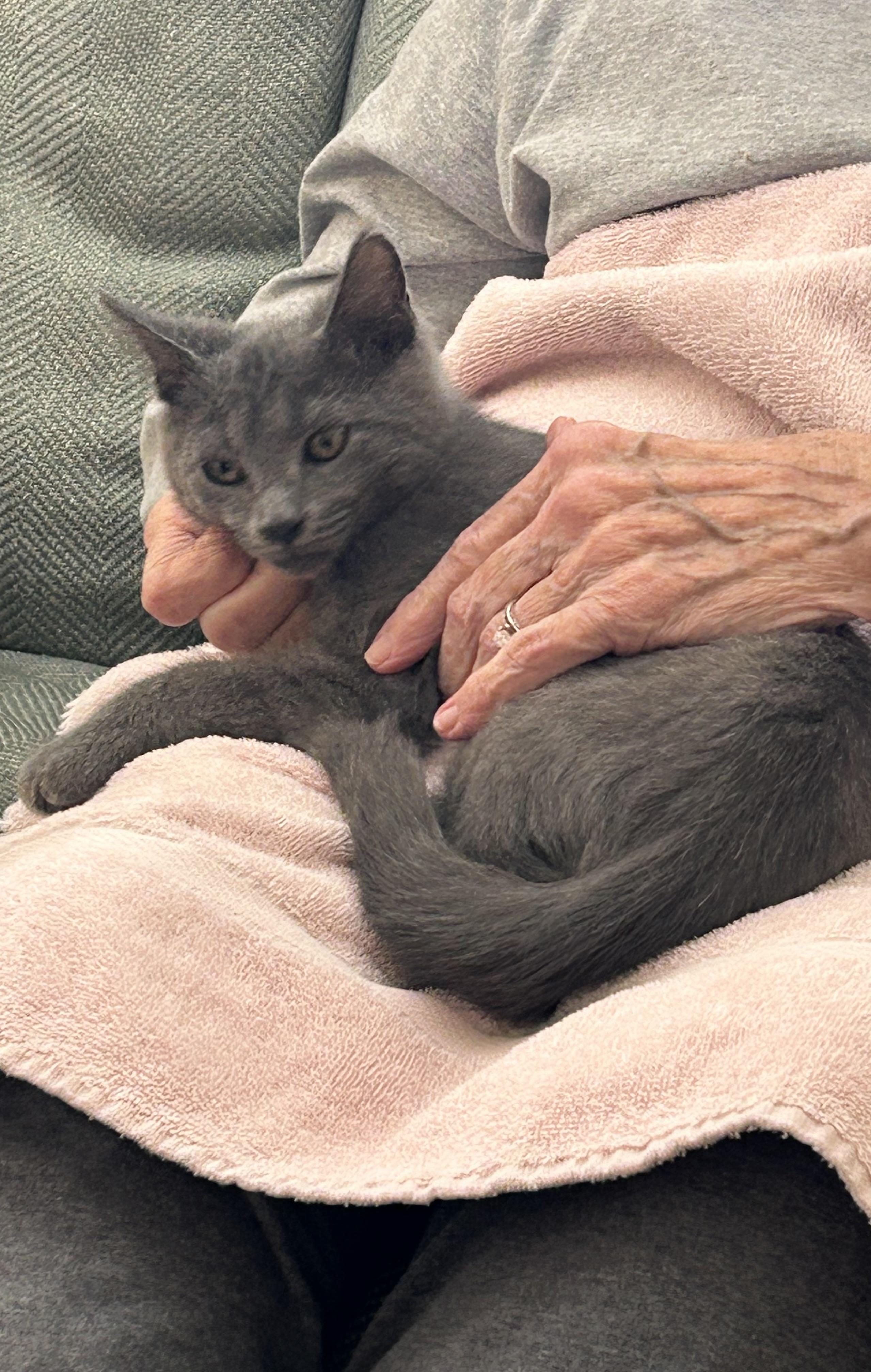 Baxter (Russian blue kitten) **VIDEO** so affectionate!, an adopted Russian Blue in Port Orange, FL image 3/6