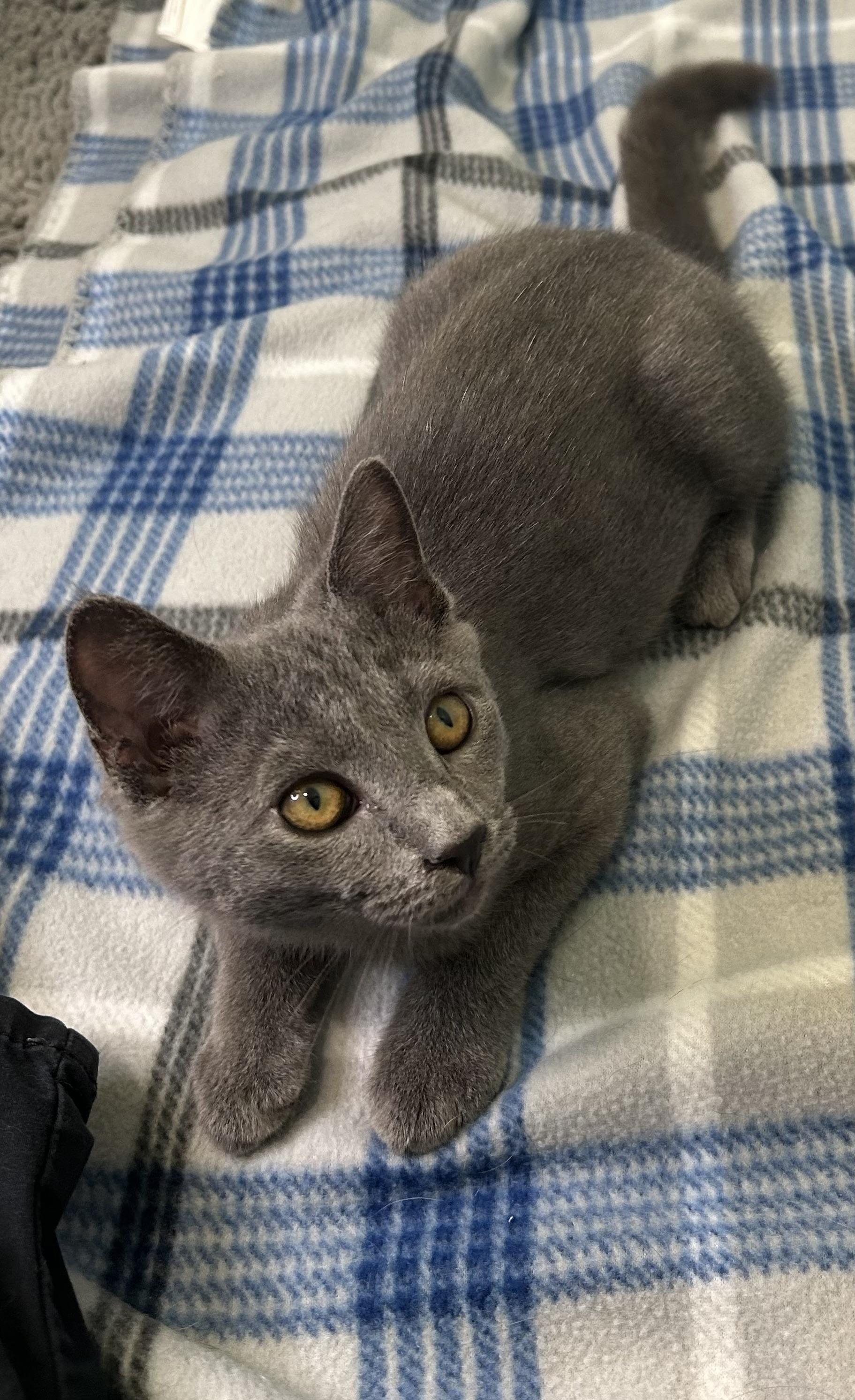 Baxter (Russian blue kitten) **VIDEO** so affectionate!, an adopted Russian Blue in Port Orange, FL image 2/6