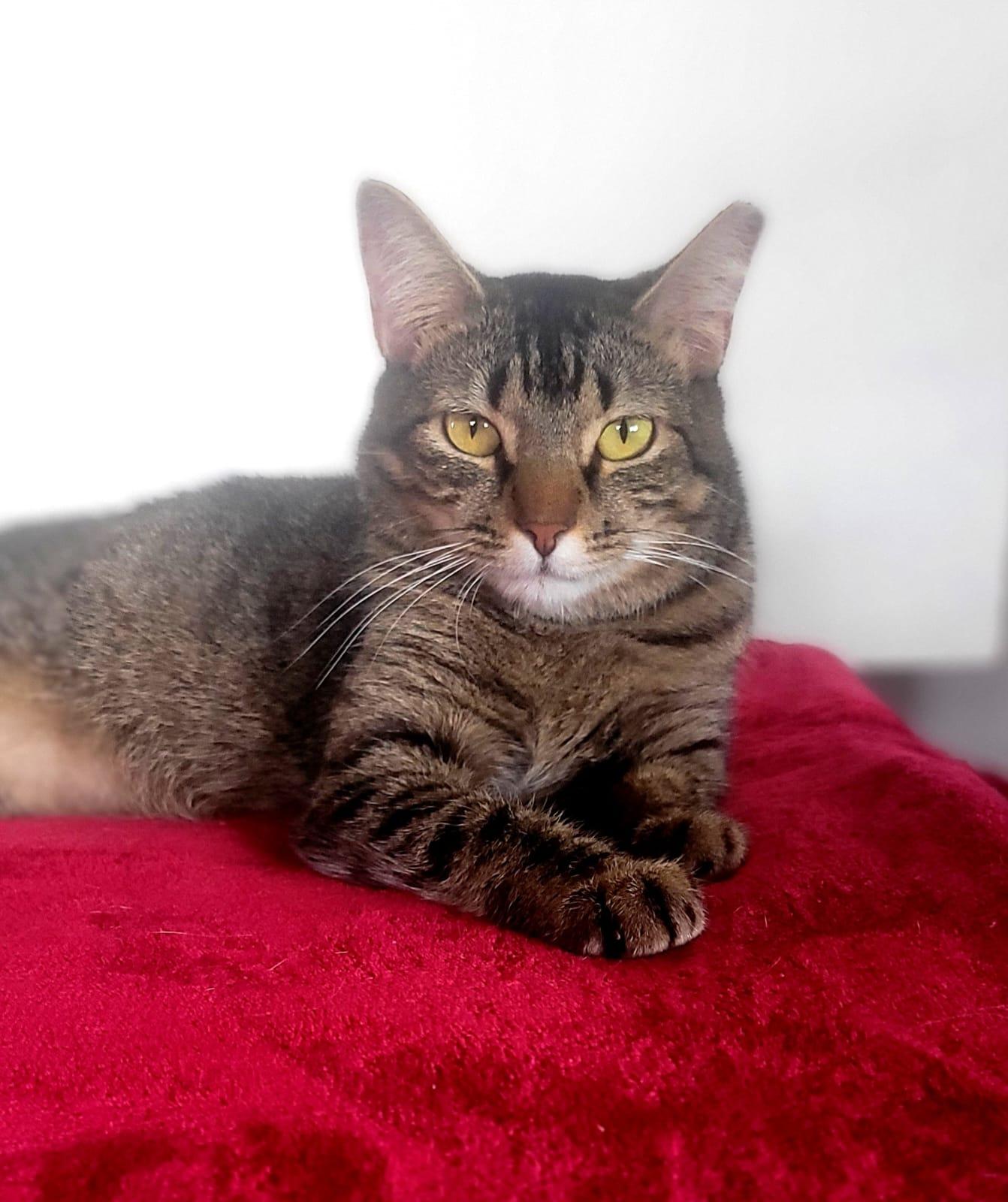 Channel, a Adoptable American Shorthair in Somerville, MA image 1/6