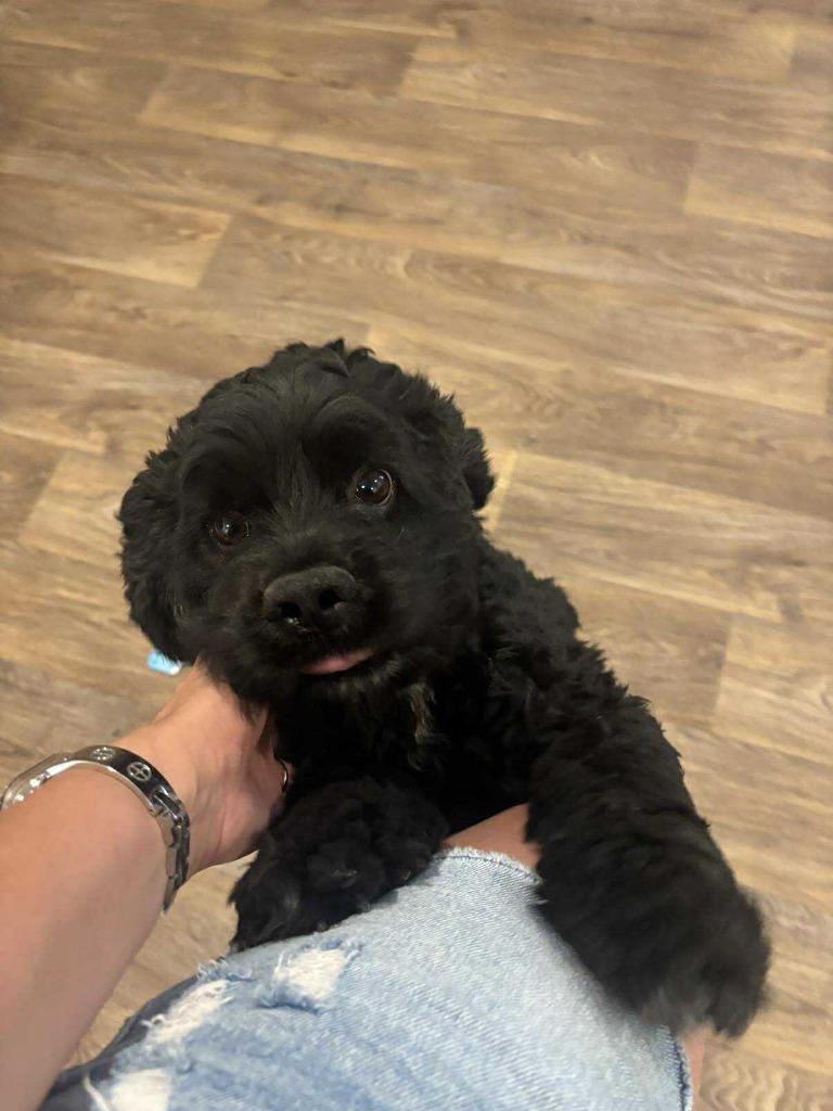 Debo, Adoptable, Adult Male Cocker Spaniel.