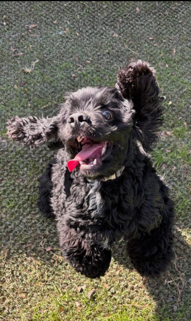 Enlarge Debo, a Adoptable Cocker Spaniel in Austin, TX image 2/5