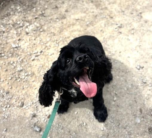 Enlarge Debo, a Adoptable Cocker Spaniel in Austin, TX image 3/5