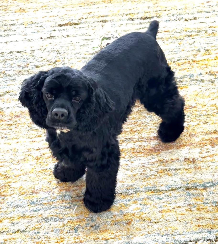 Enlarge Debo, a Adoptable Cocker Spaniel in Austin, TX image 4/5