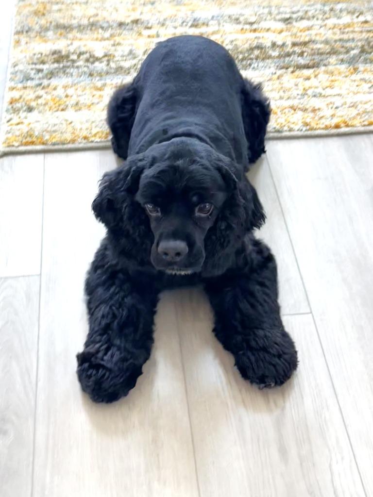 Enlarge Debo, a Adoptable Cocker Spaniel in Austin, TX image 5/5