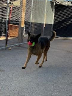 Enlarge Star, a Adoptable mixed breed in Bernalillo, NM image 6/6