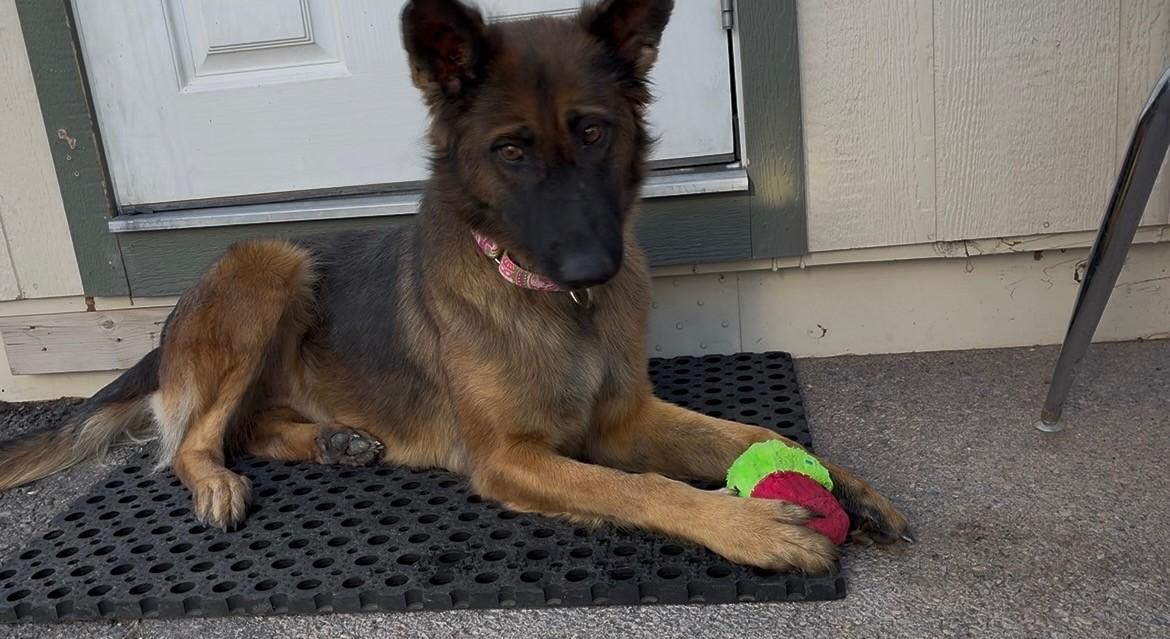 Enlarge Star, a Adoptable mixed breed in Bernalillo, NM image 5/6