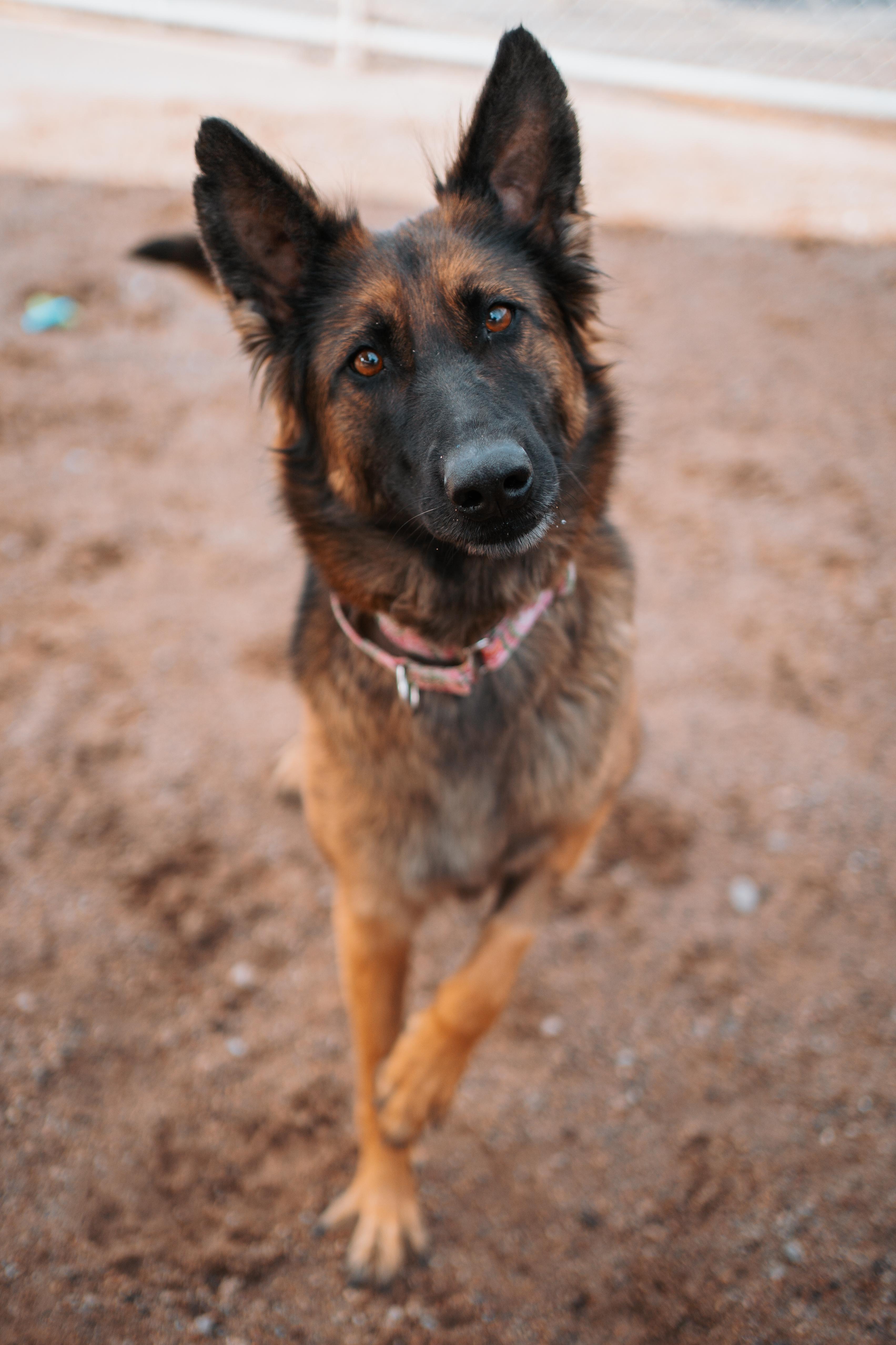 Enlarge Star, a Adoptable mixed breed in Bernalillo, NM image 4/6
