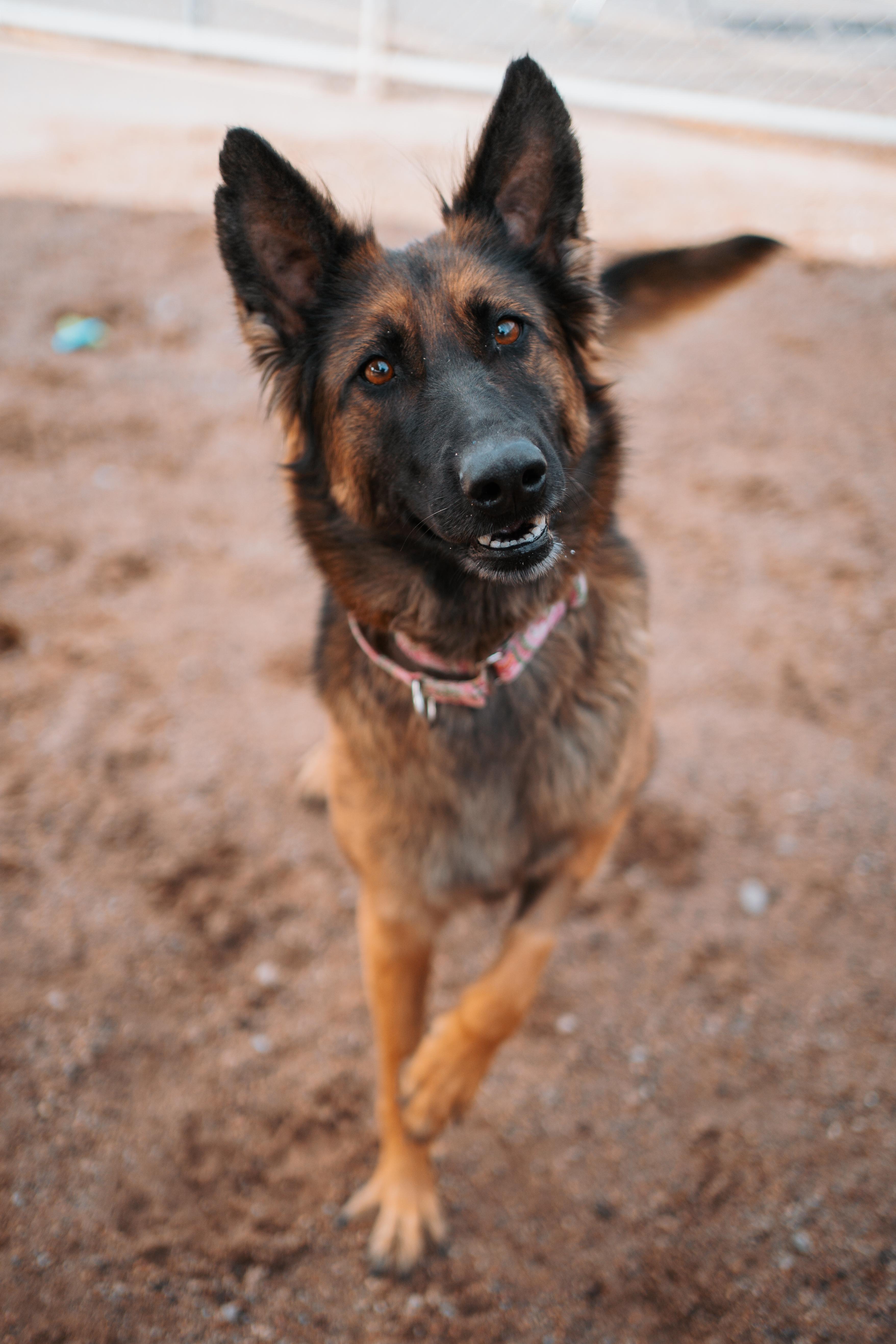 Enlarge Star, a Adoptable mixed breed in Bernalillo, NM image 3/6