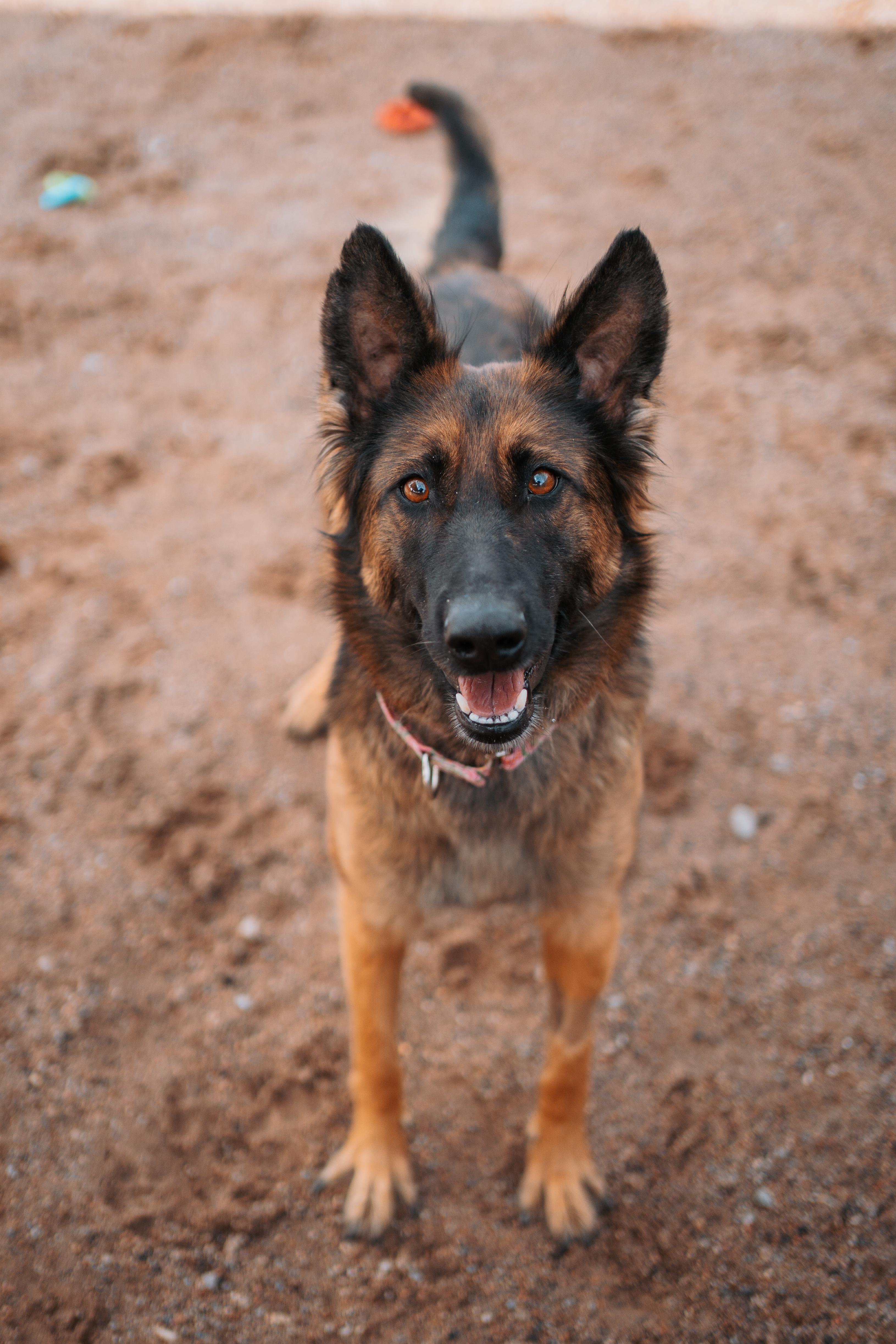 Enlarge Star, a Adoptable mixed breed in Bernalillo, NM image 2/6