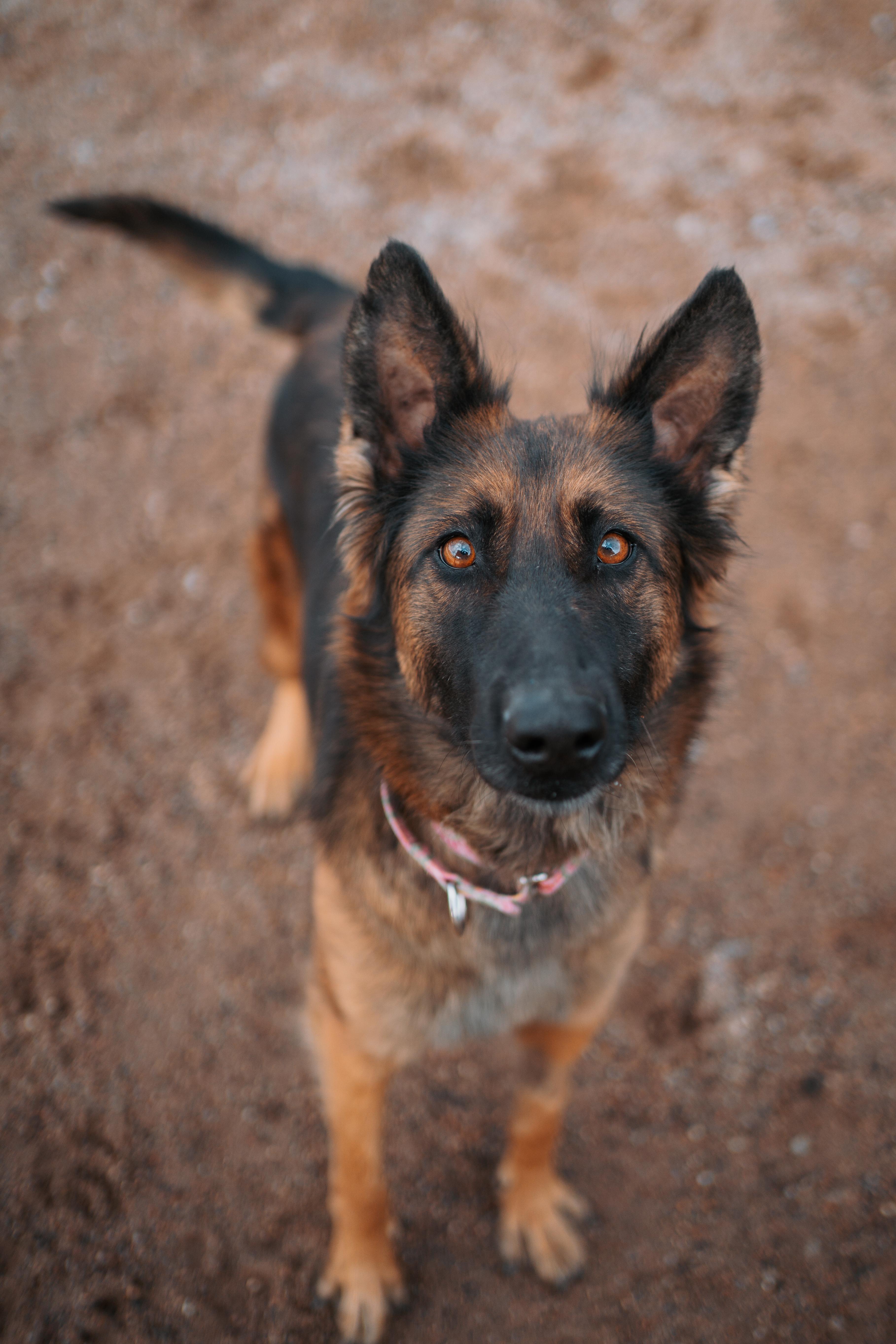 Star, Adoptable, Adult Female Belgian Shepherd / Tervuren.