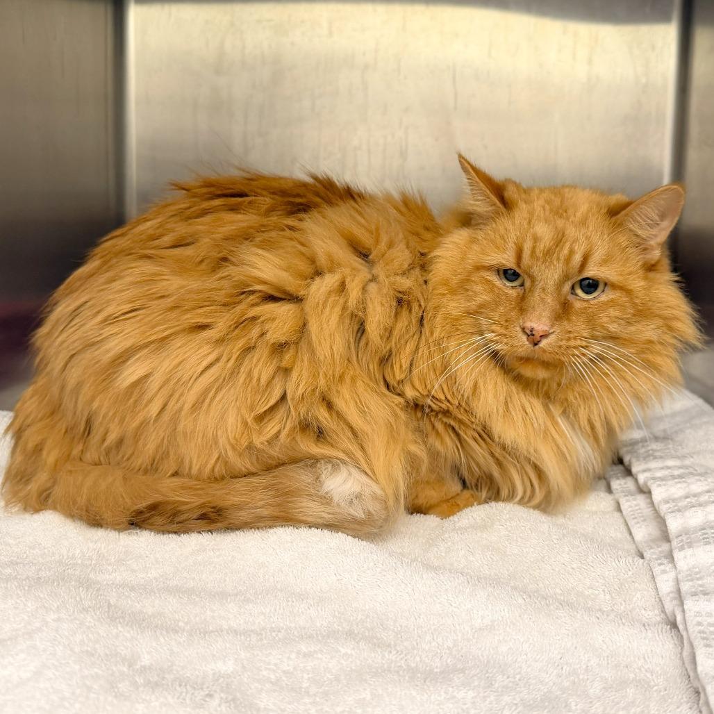 Evie, Adoptable, Senior Female Domestic Long Hair.