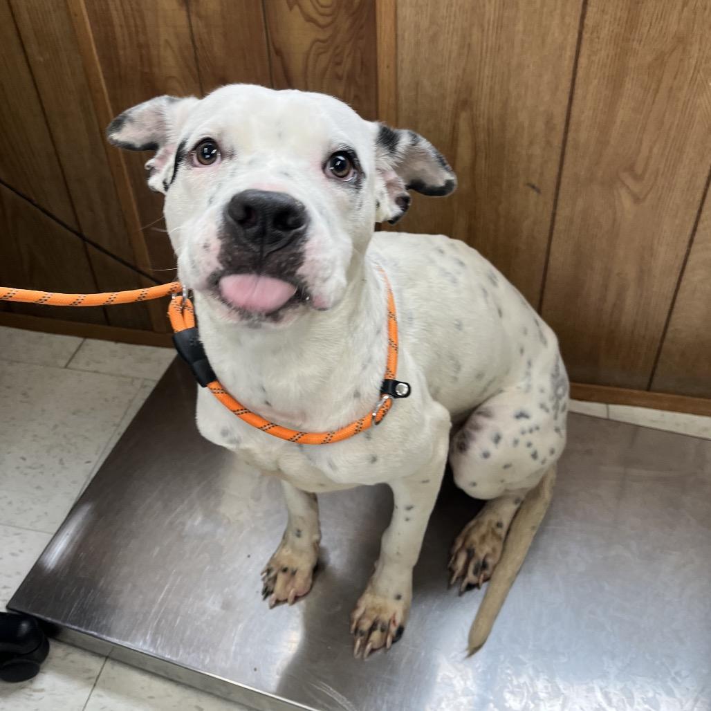 Monty, Adoptable, Adult Male Mixed Breed.