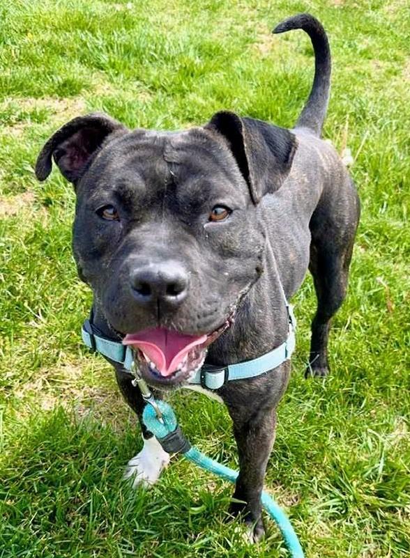 Enlarge Frannie *Sponsored Adoption, a Adoptable Pit Bull Terrier in Christiansburg, VA image 1/6