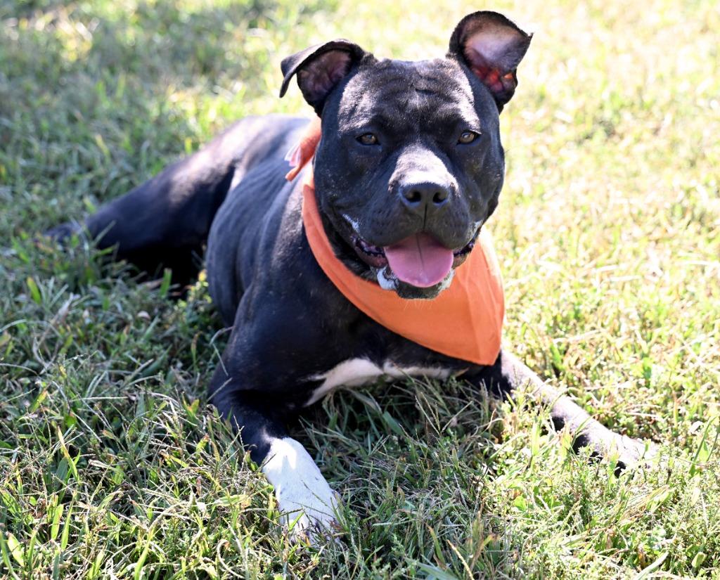 Enlarge Frannie *Partial Sponsorship, a Adoptable Pit Bull Terrier in Christiansburg, VA image 2/5