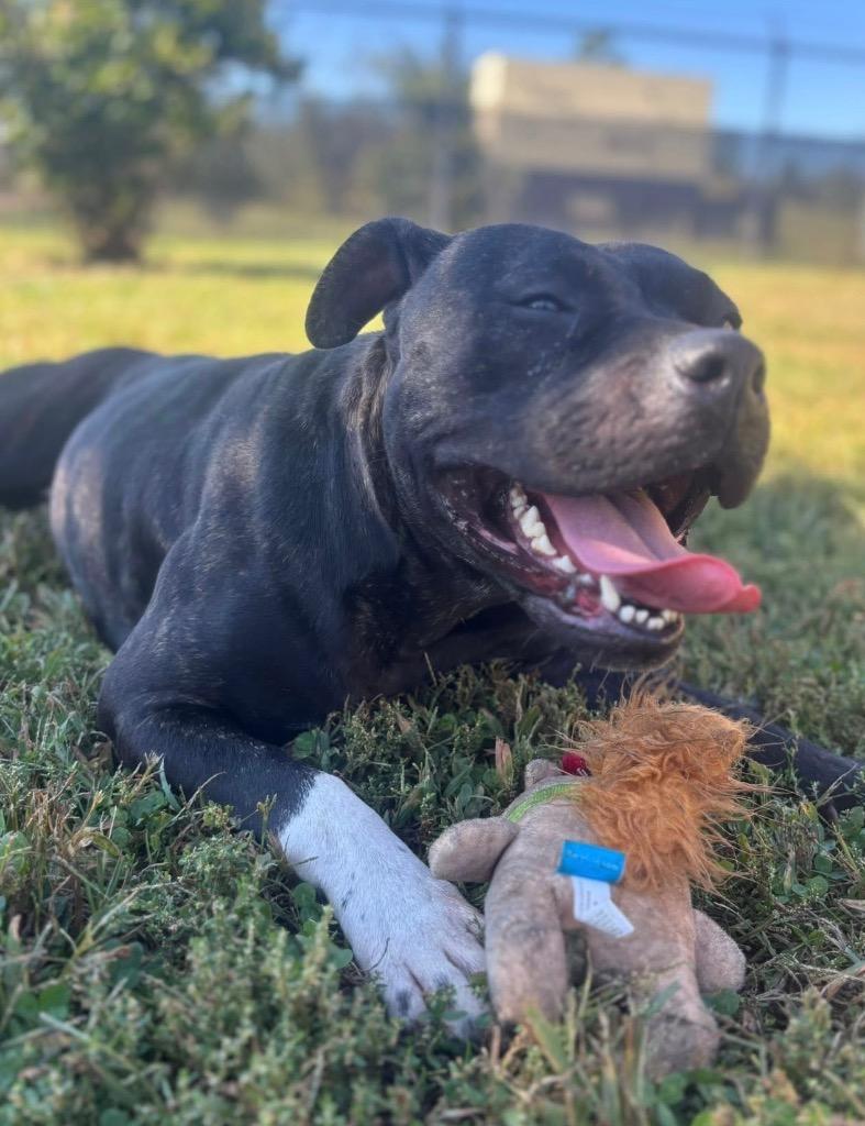 Enlarge Frannie *Sponsored Adoption, a Adoptable Pit Bull Terrier in Christiansburg, VA image 3/6