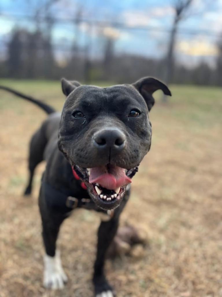 Enlarge Frannie *Sponsored Adoption, a Adoptable Pit Bull Terrier in Christiansburg, VA image 5/6