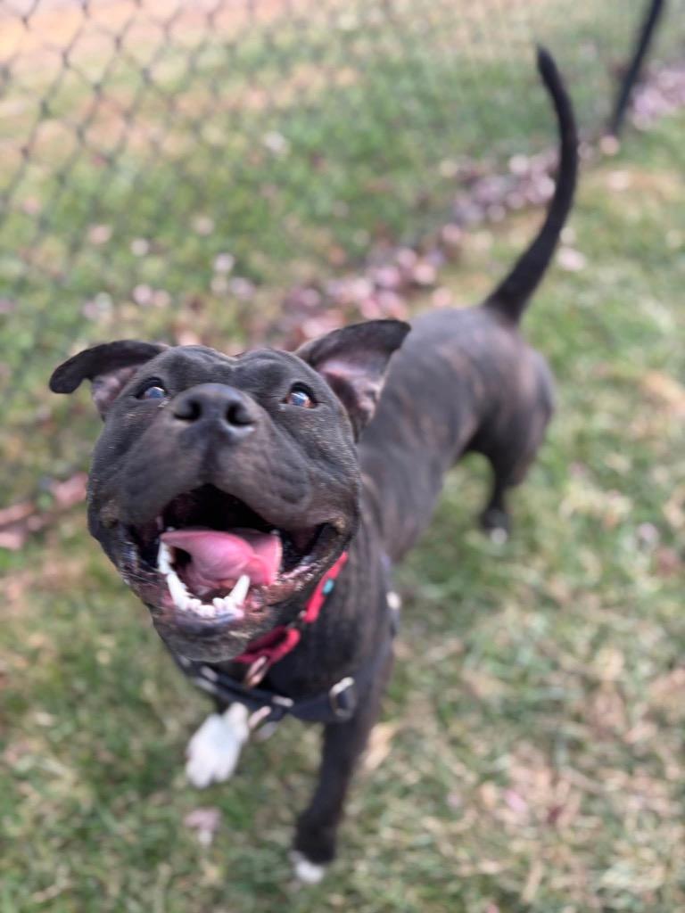 Enlarge Frannie *Sponsored Adoption, a Adoptable Pit Bull Terrier in Christiansburg, VA image 5/6