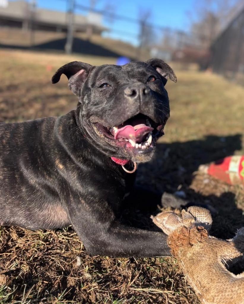 Enlarge Frannie *Sponsored Adoption, a Adoptable Pit Bull Terrier in Christiansburg, VA image 6/6
