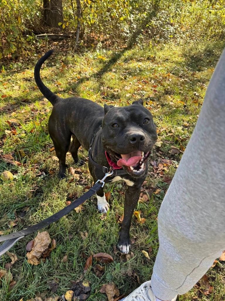 Enlarge Frannie *Partial Sponsorship, a Adoptable Pit Bull Terrier in Christiansburg, VA image 5/5