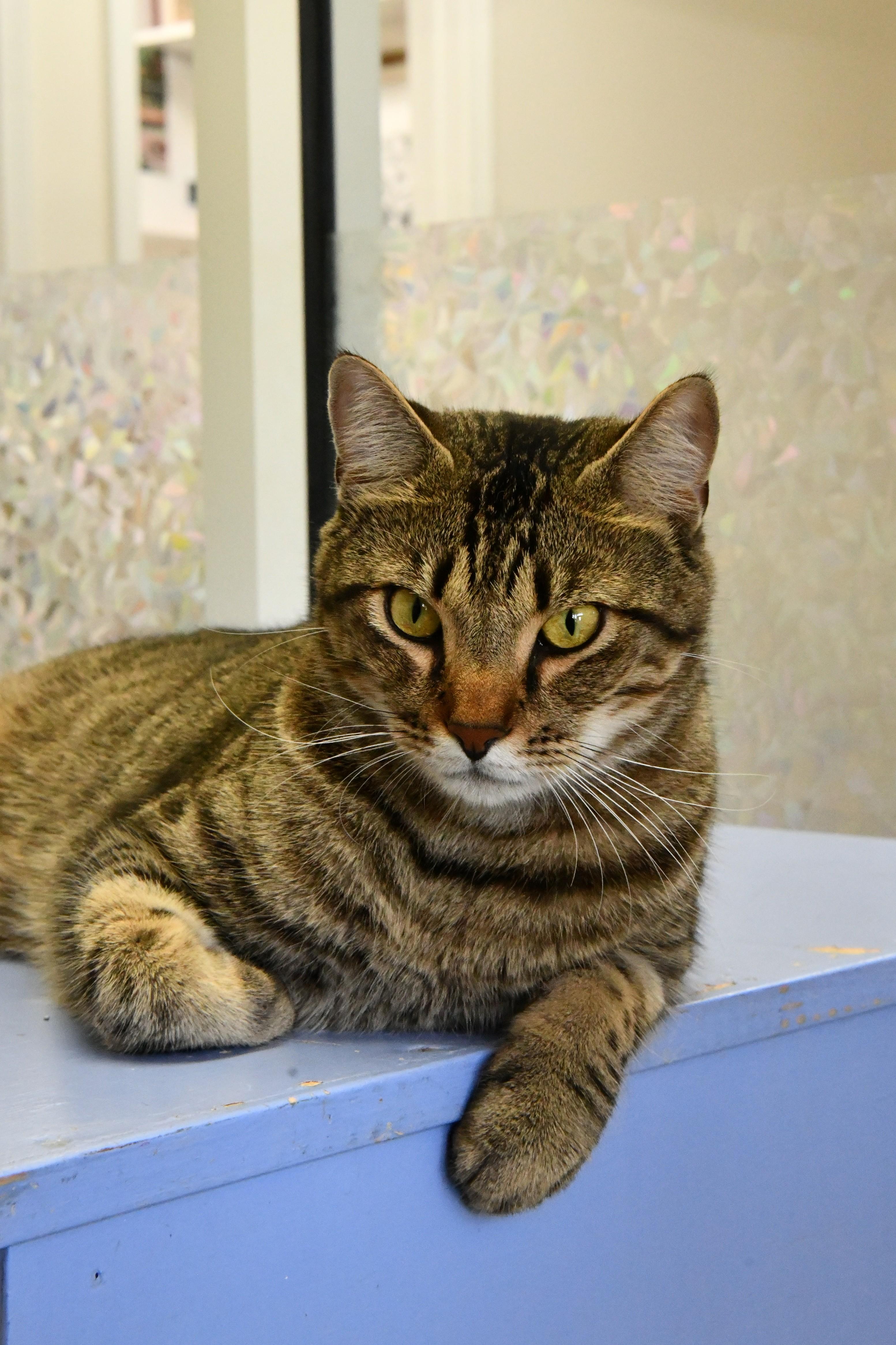 Valentine, adoptable, Young Male Domestic Short Hair.