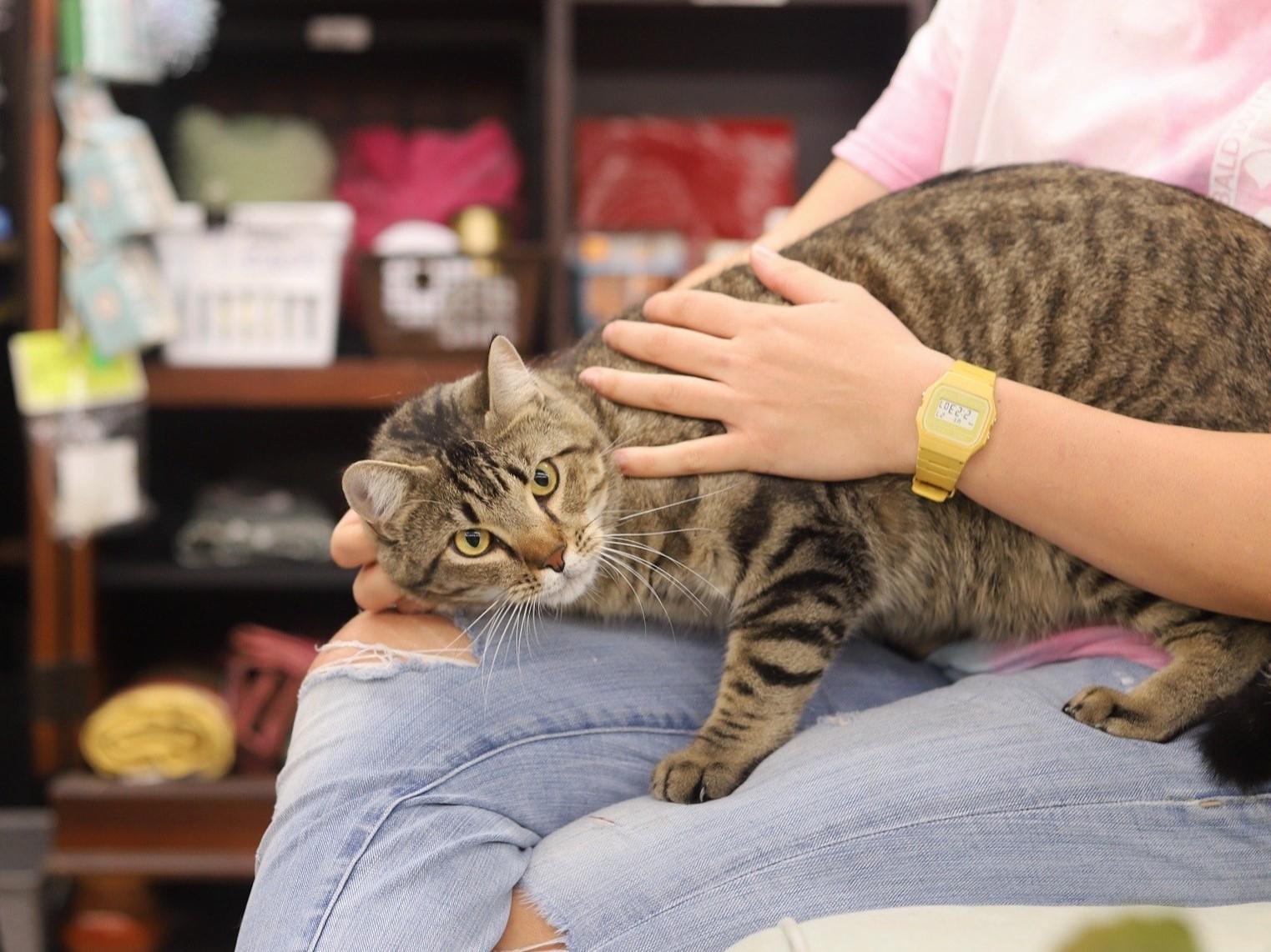 Enlarge Valentine, an adoptable Domestic Short Hair in Fairhope, AL image 3/5