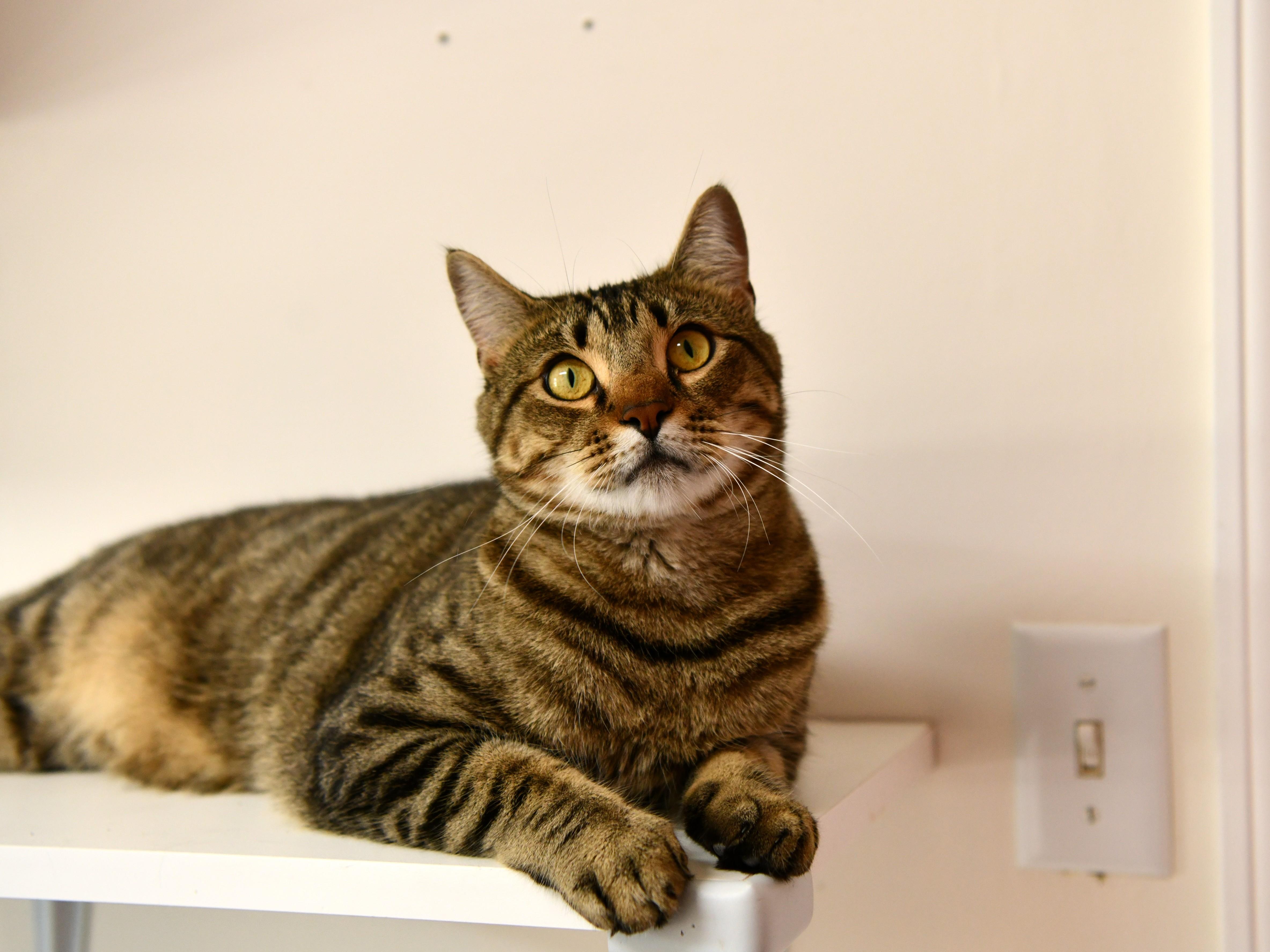 Valentine, adoptable, Young Male Domestic Short Hair.