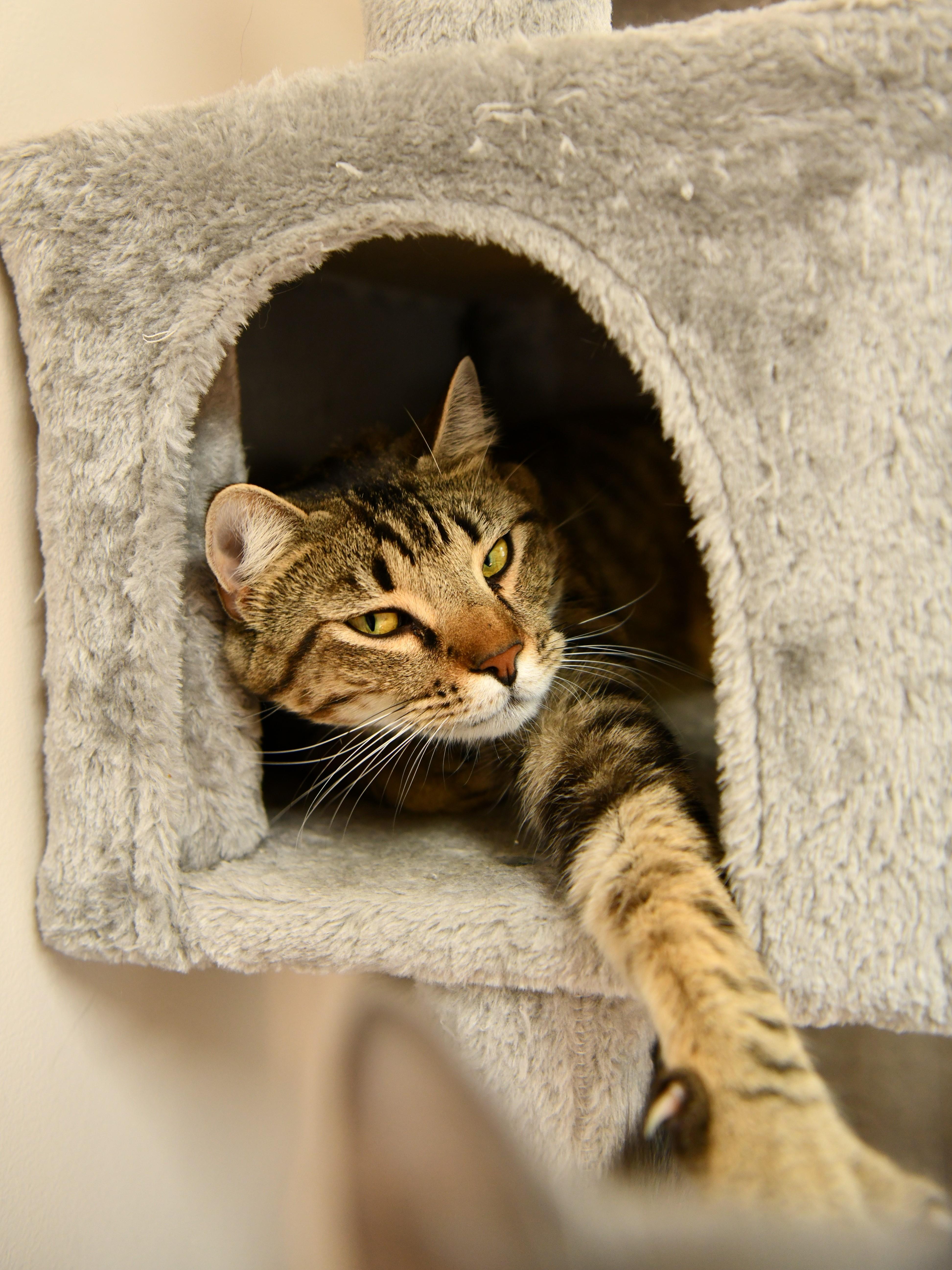 Enlarge Valentine, an adoptable Domestic Short Hair in Fairhope, AL image 2/5