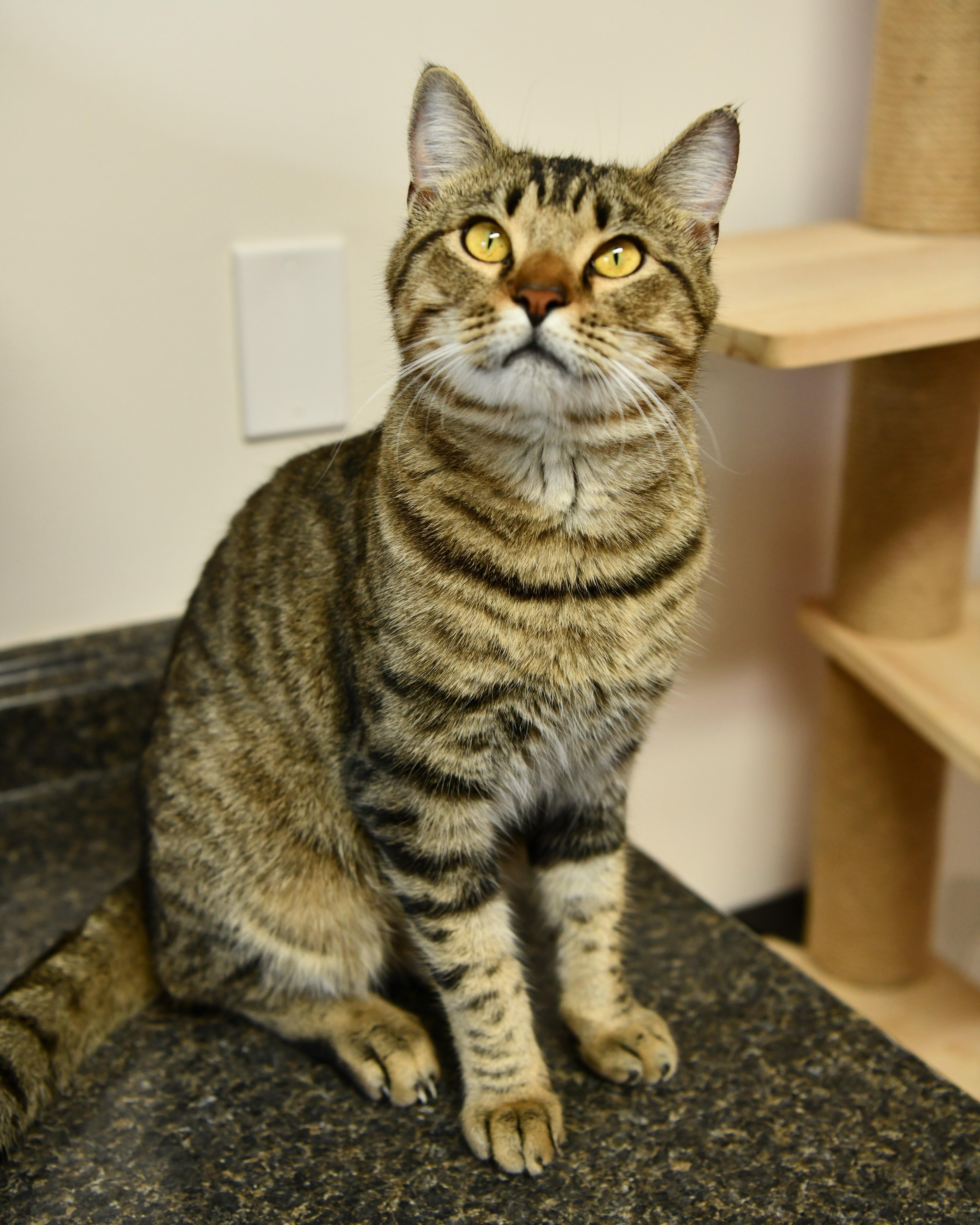 Enlarge Valentine, an adoptable Domestic Short Hair in Fairhope, AL image 4/5