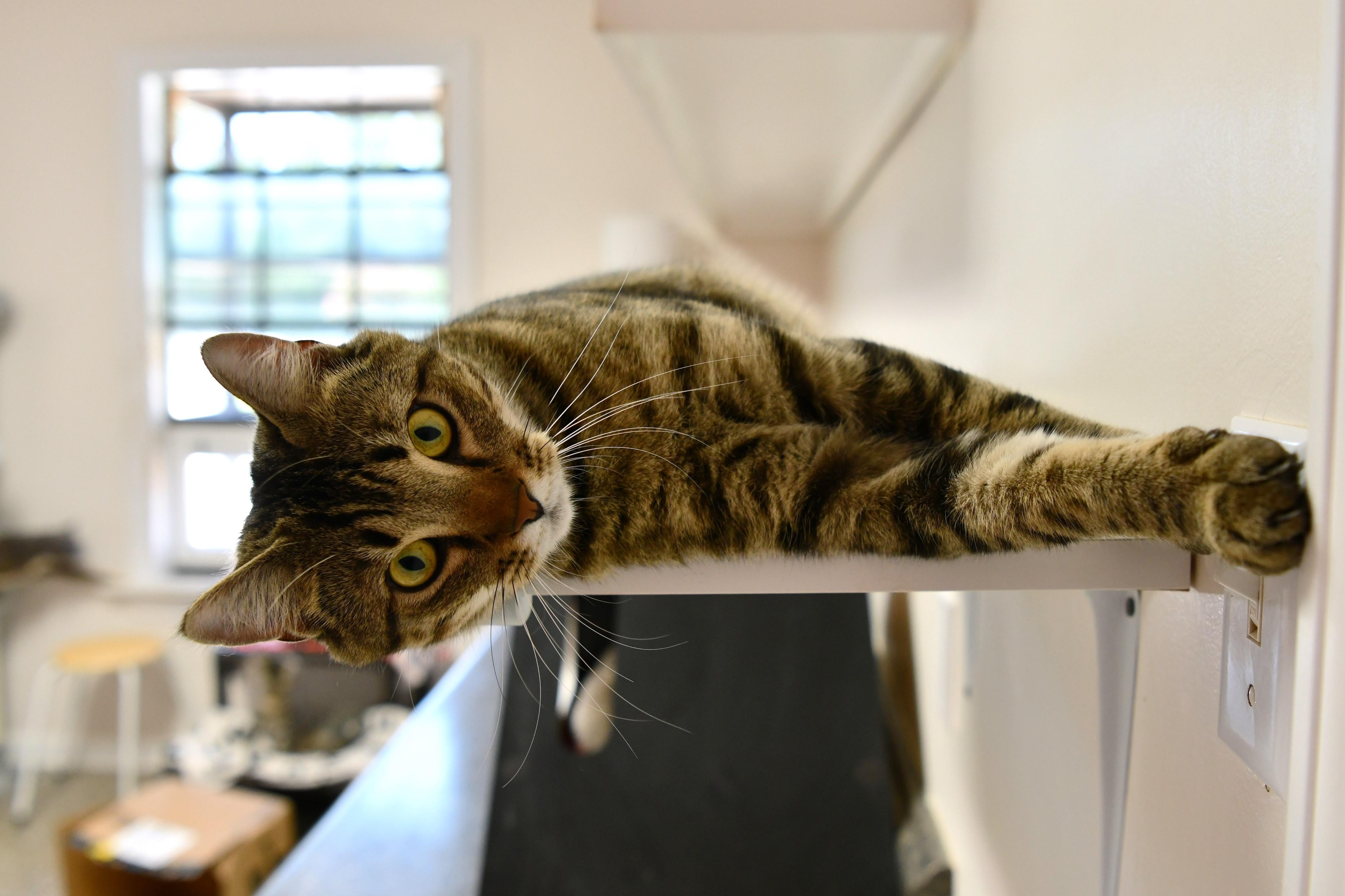 Enlarge Valentine, an adoptable Domestic Short Hair in Fairhope, AL image 5/5
