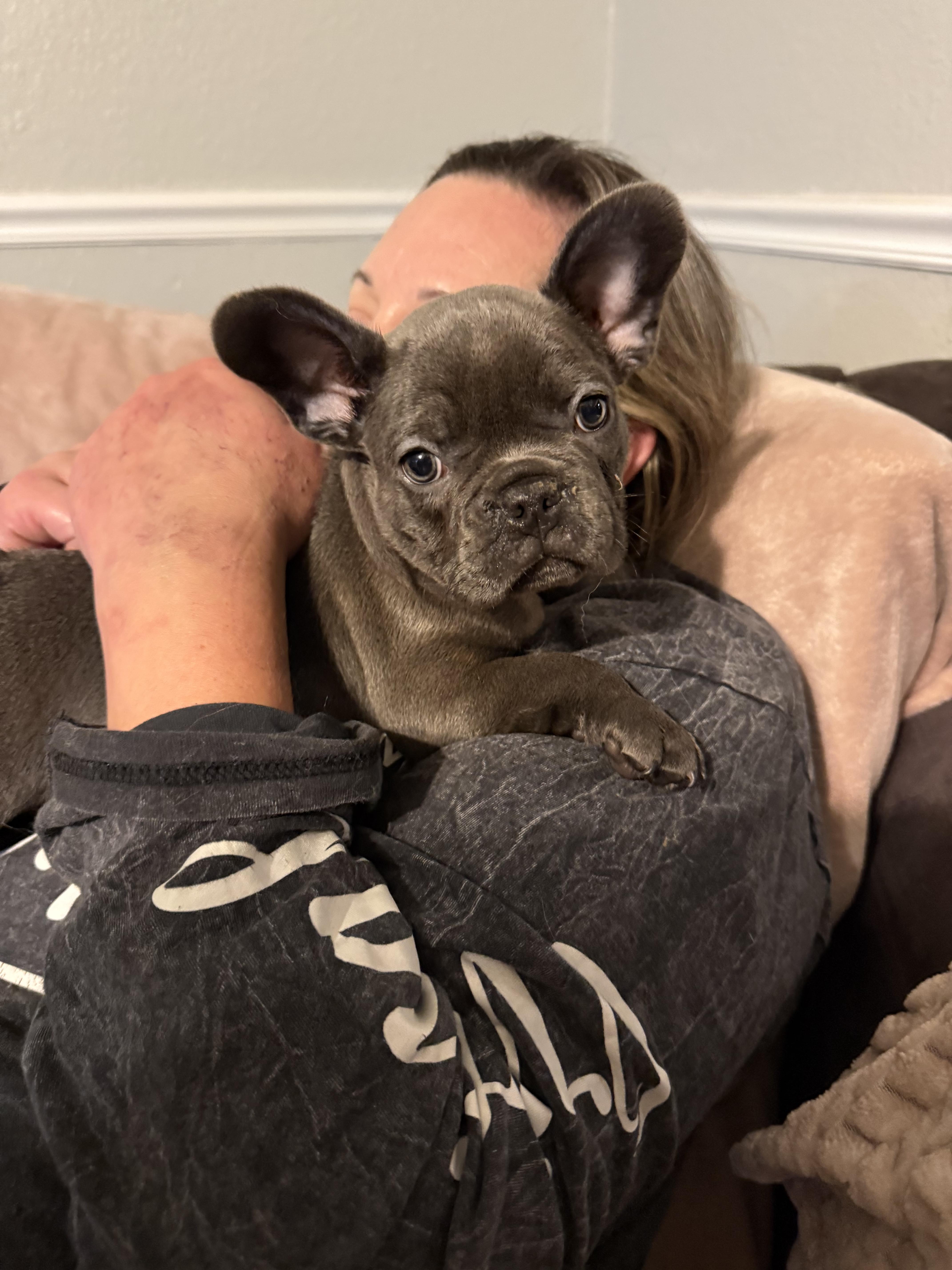 Enlarge Brickett, a Adopted French Bulldog in PALM BAY, FL image 1/3