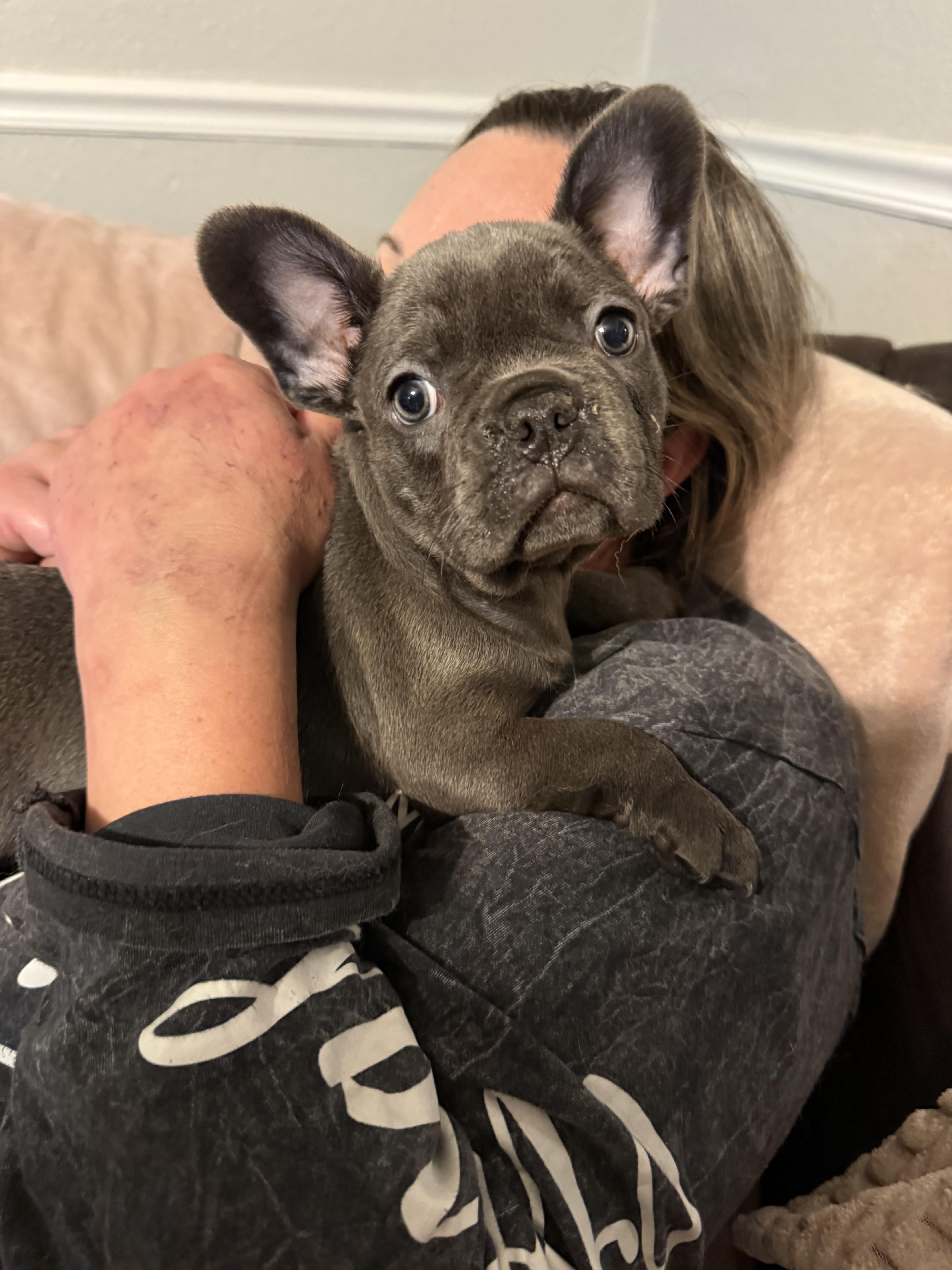 Enlarge Brickett, a Adopted French Bulldog in PALM BAY, FL image 2/3